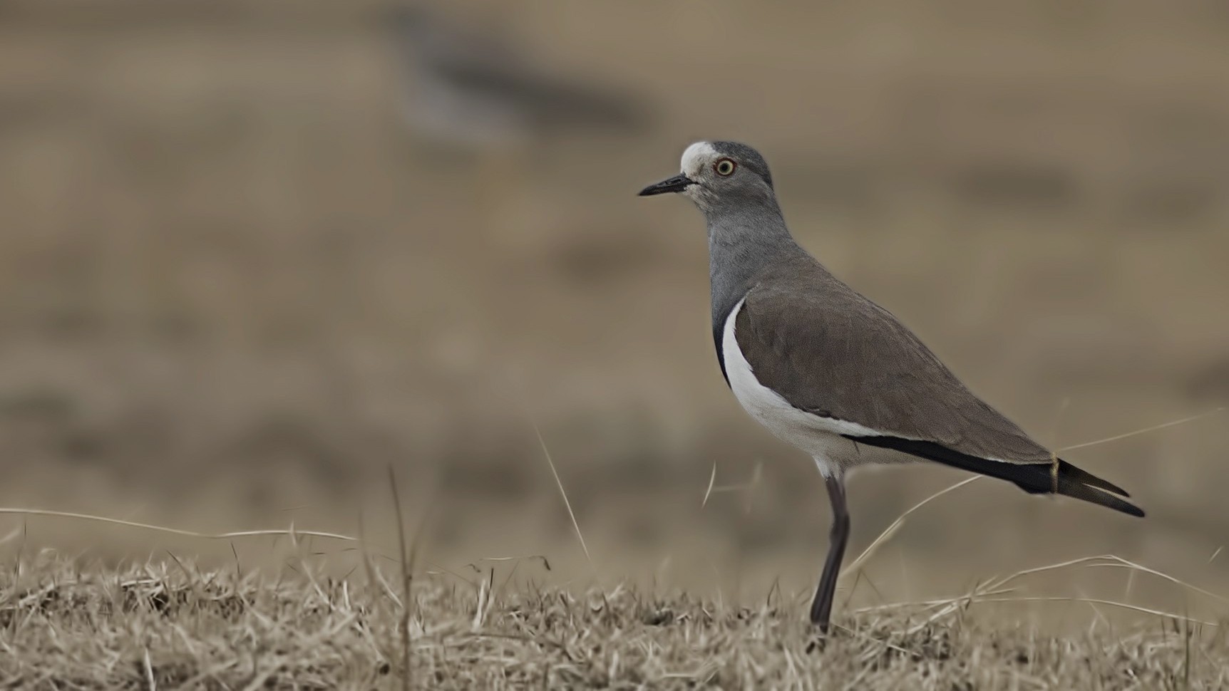 Black-winged Lapwing