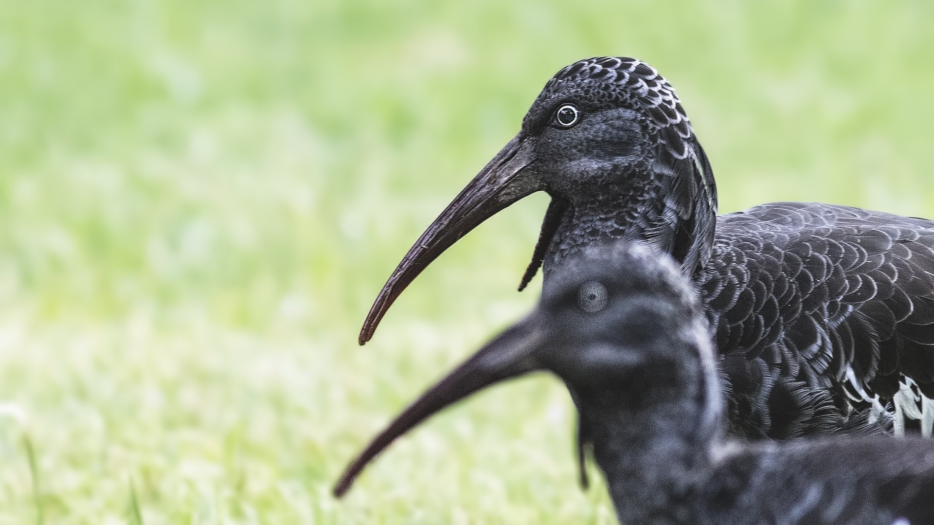Wattled Ibis