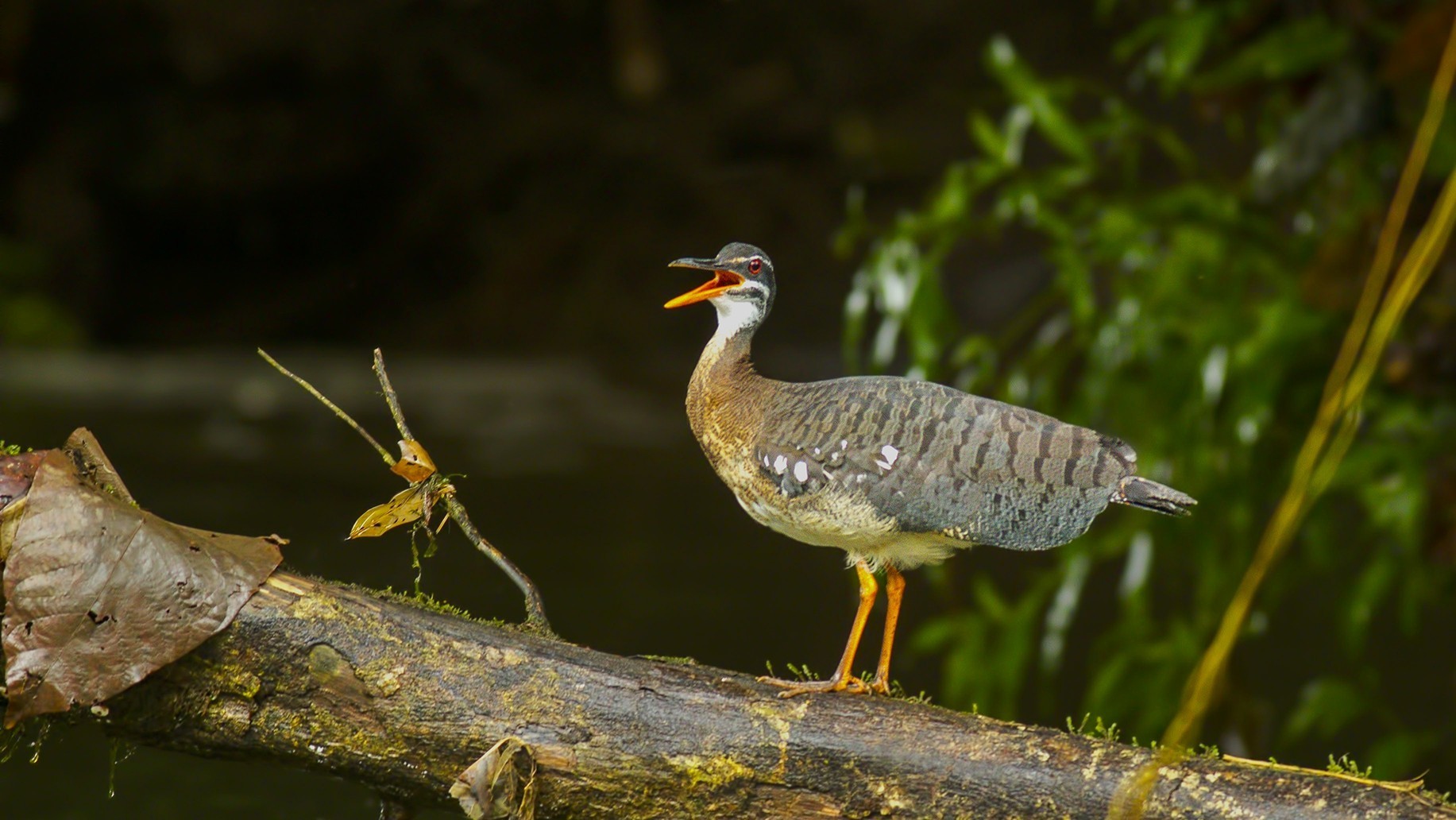 Sunbittern