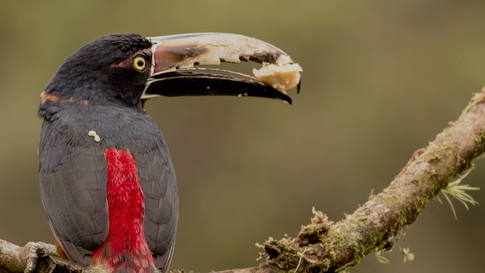 Collared AraÃ§ari