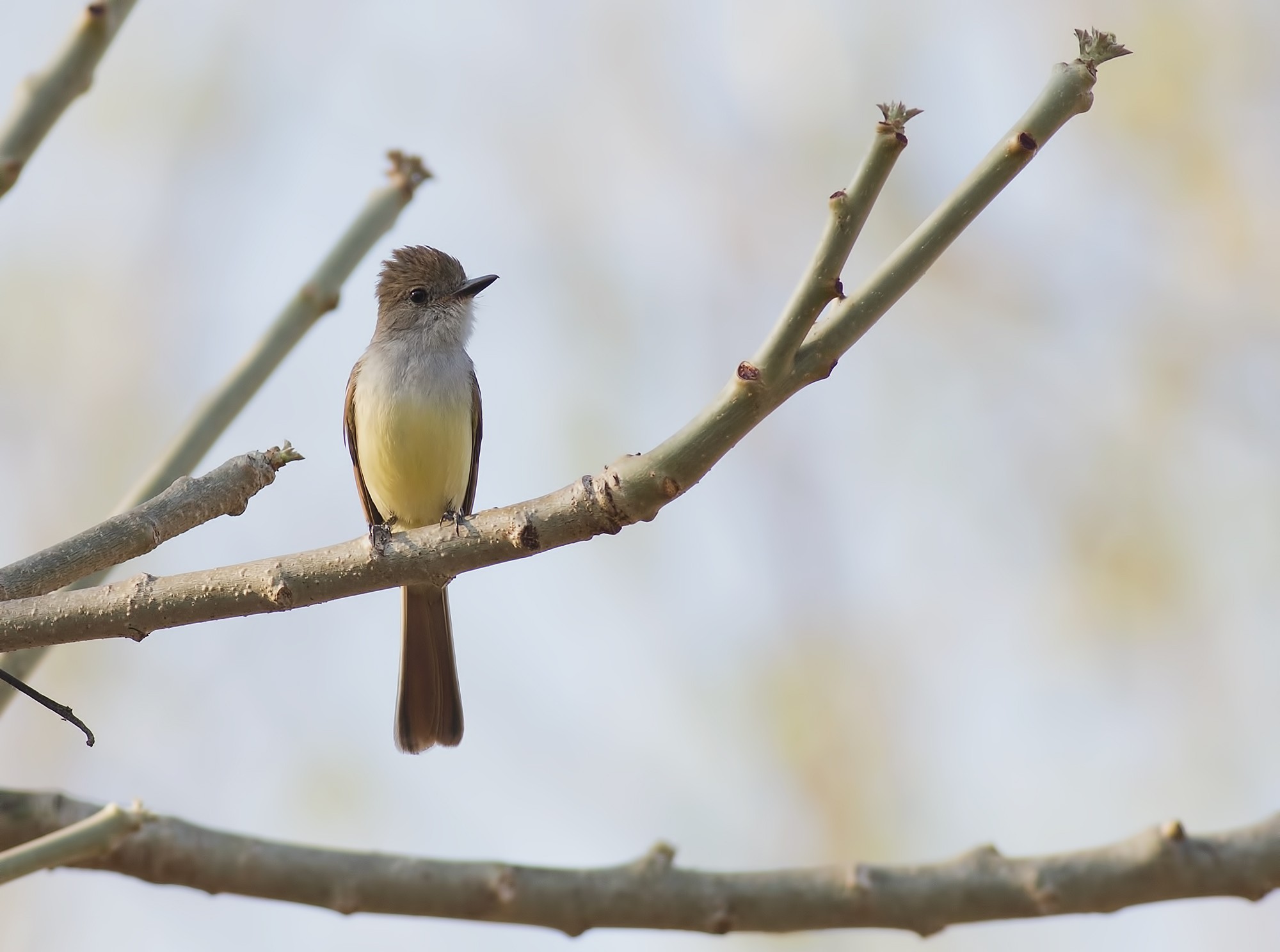 Nutting's Flycatcher — Ana fotoğraf