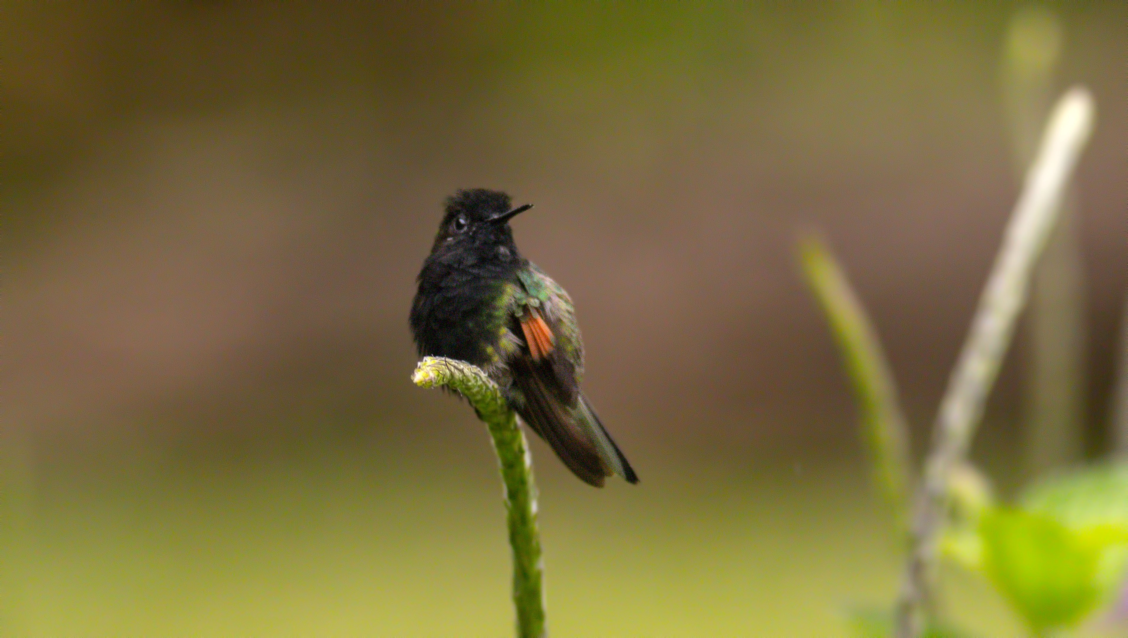 Black-bellied Hummingbird