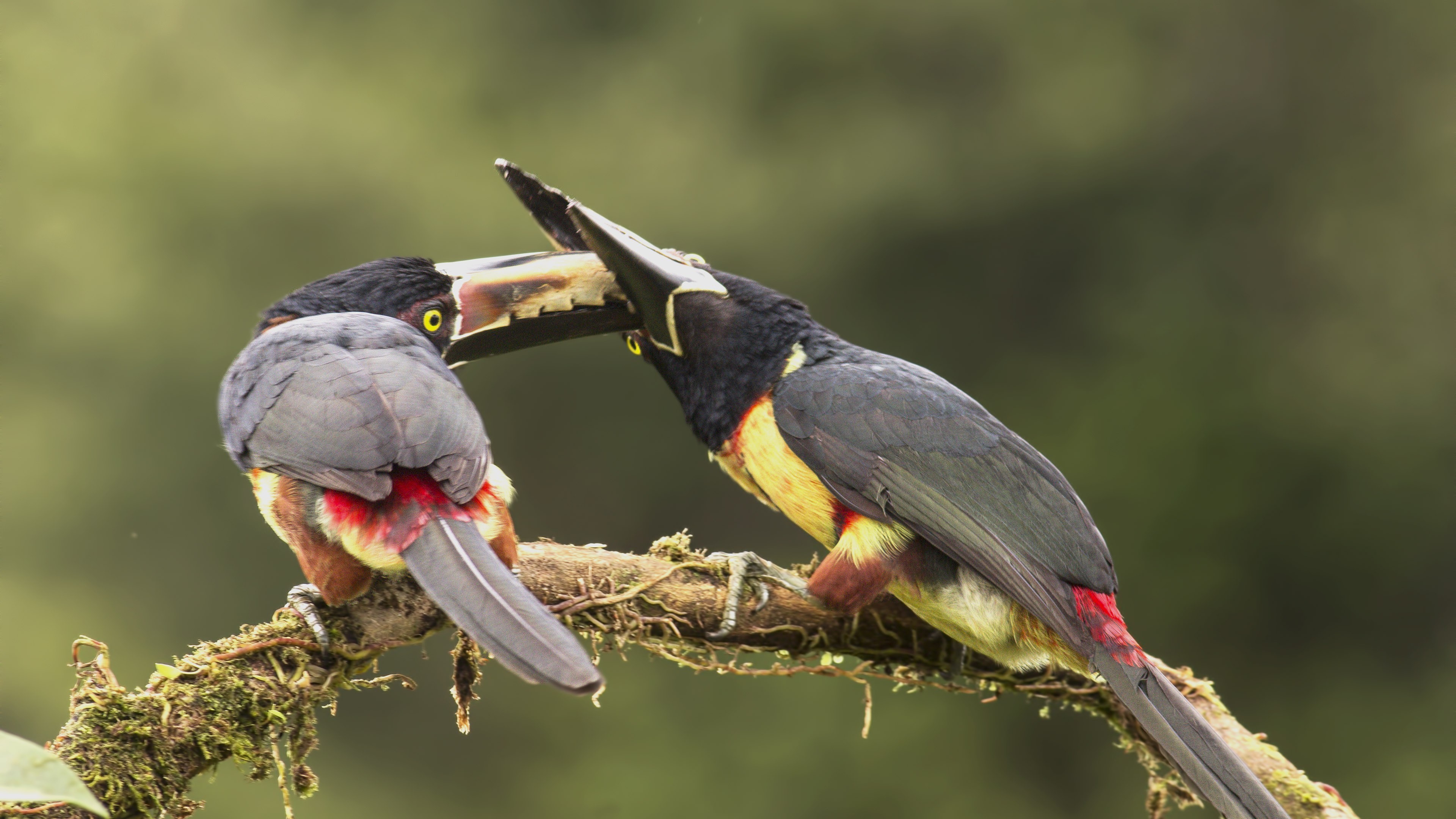 Collared AraÃ§ari