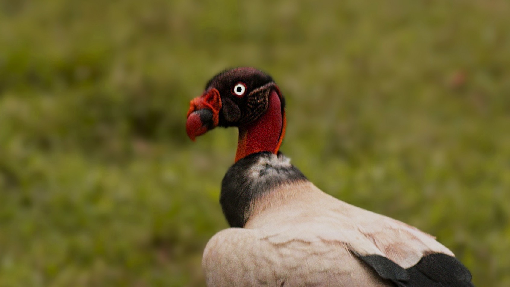 King Vulture — Ana fotoğraf