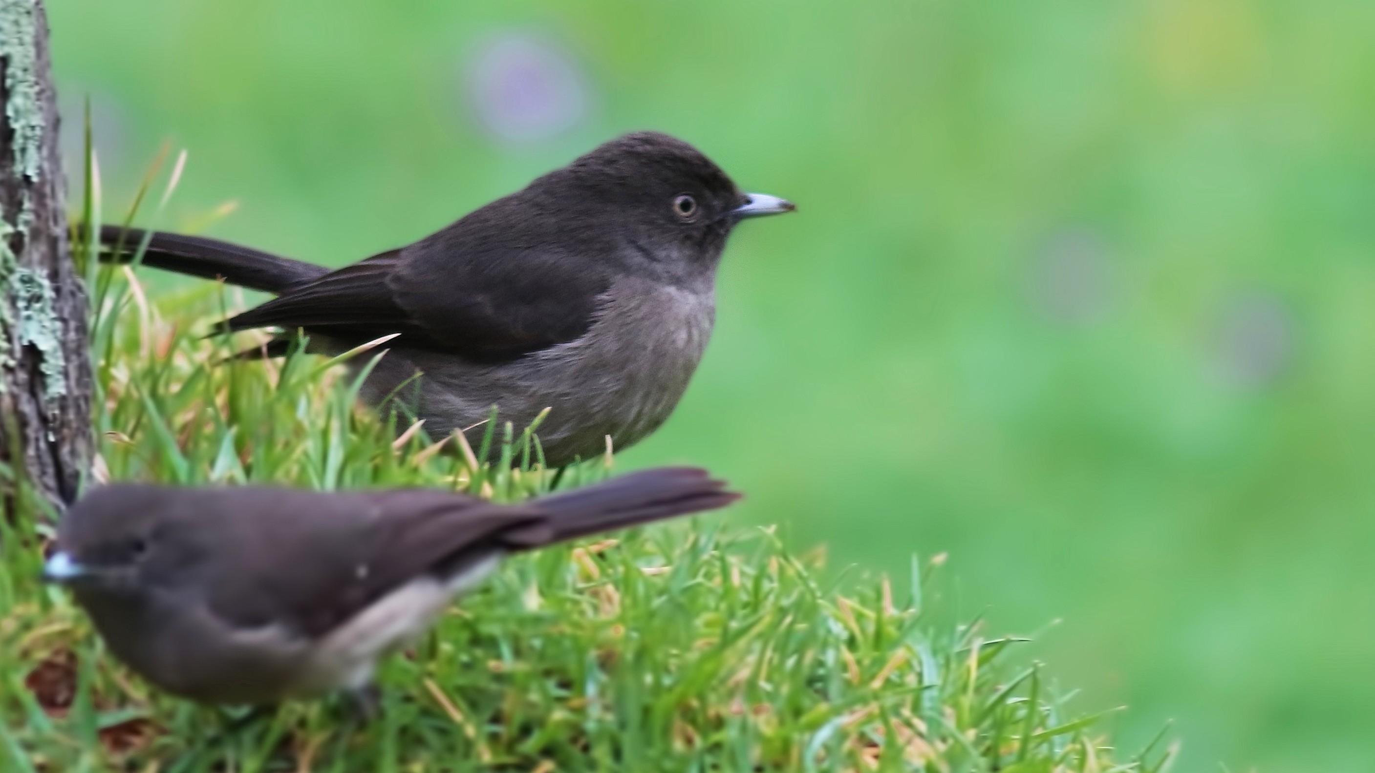 Abyssinian Slaty-flycatcher