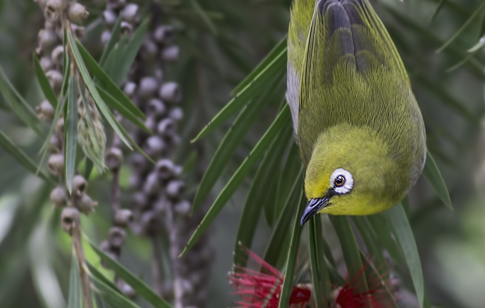 Abyssinian White-eye