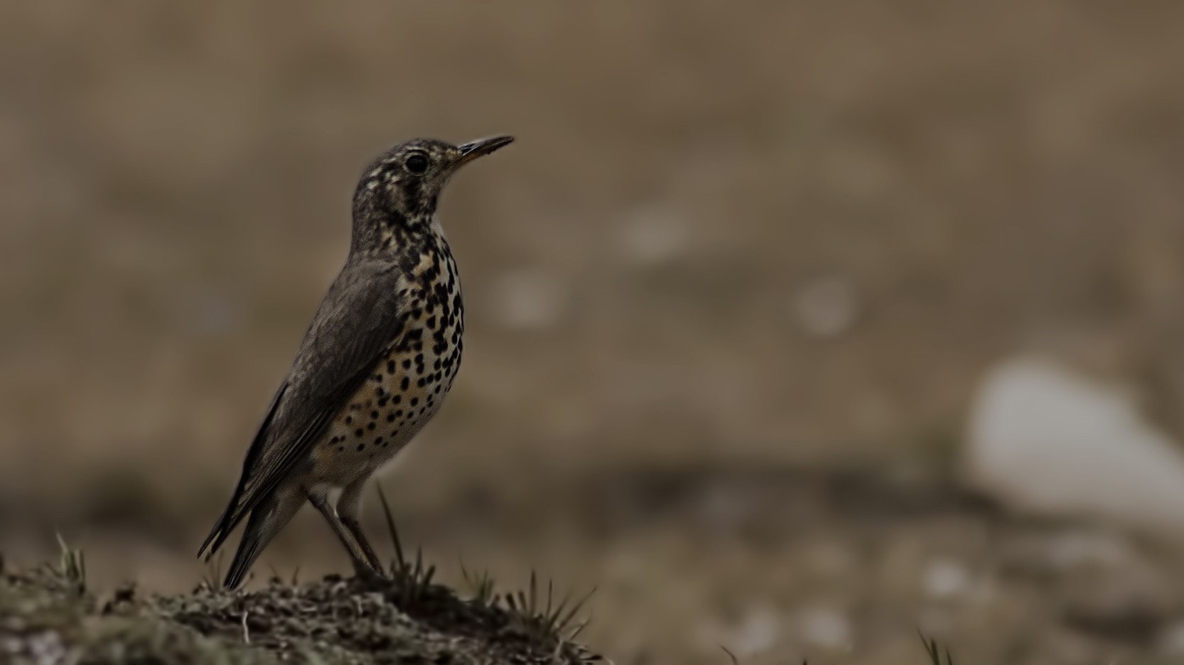 Groundscraper Thrush — Ana fotoğraf