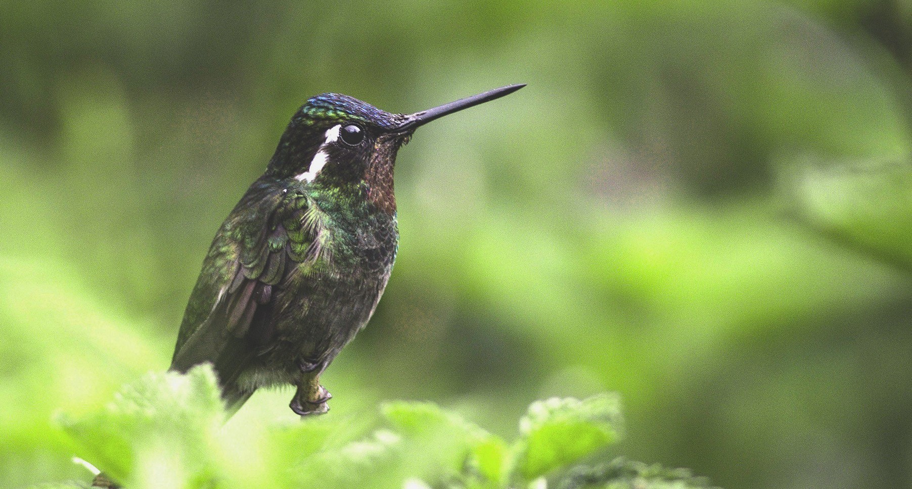 Purple-throated Mountain-gem