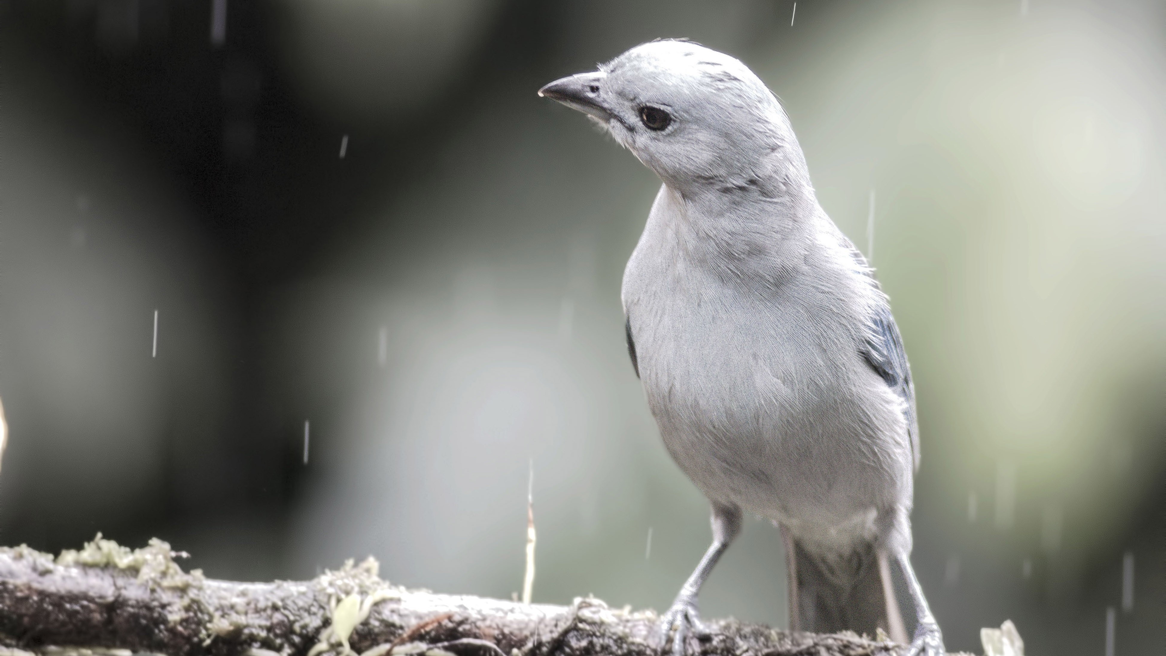 Blue-grey Tanager