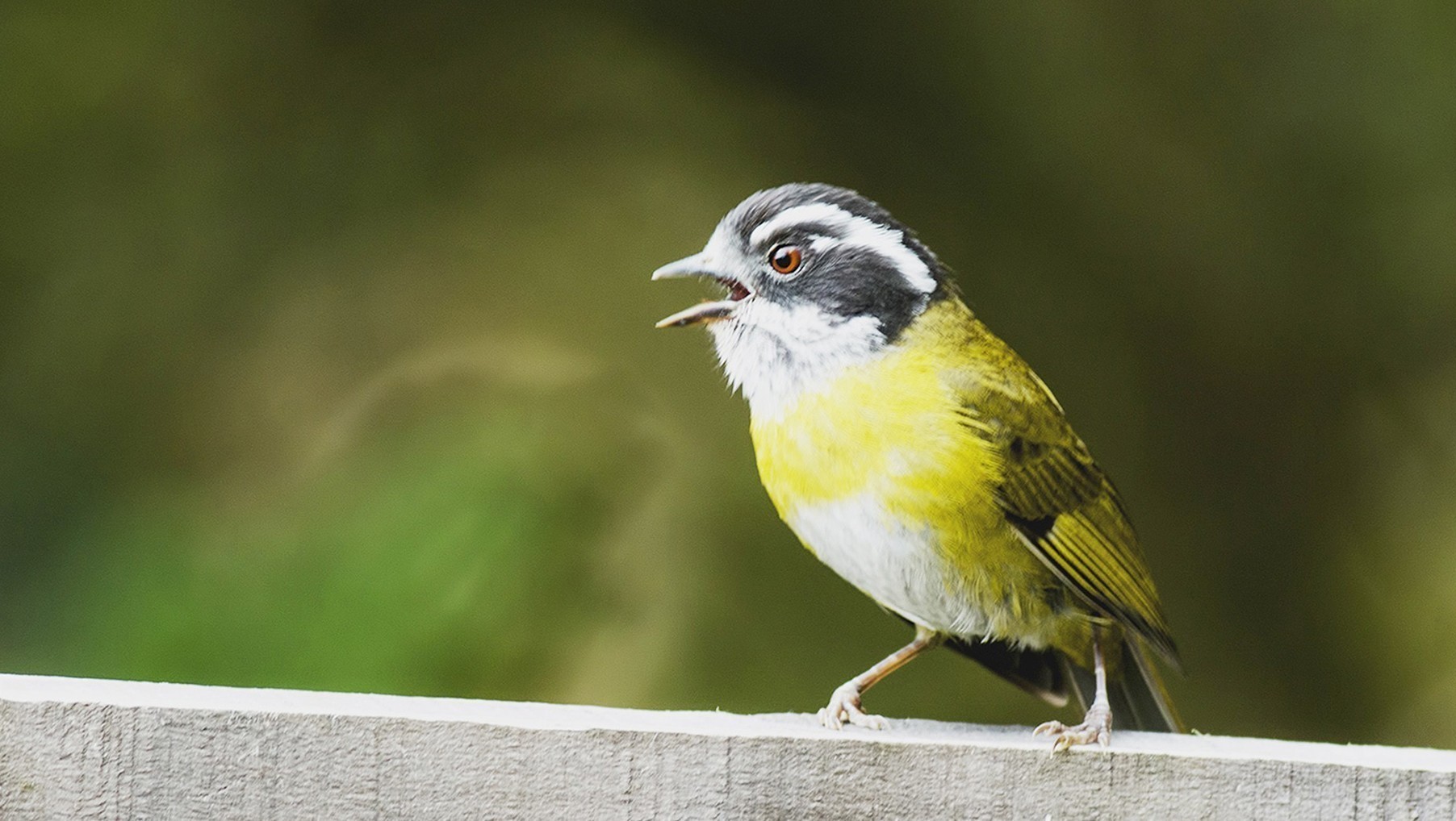 Sooty-capped Bush-tanager