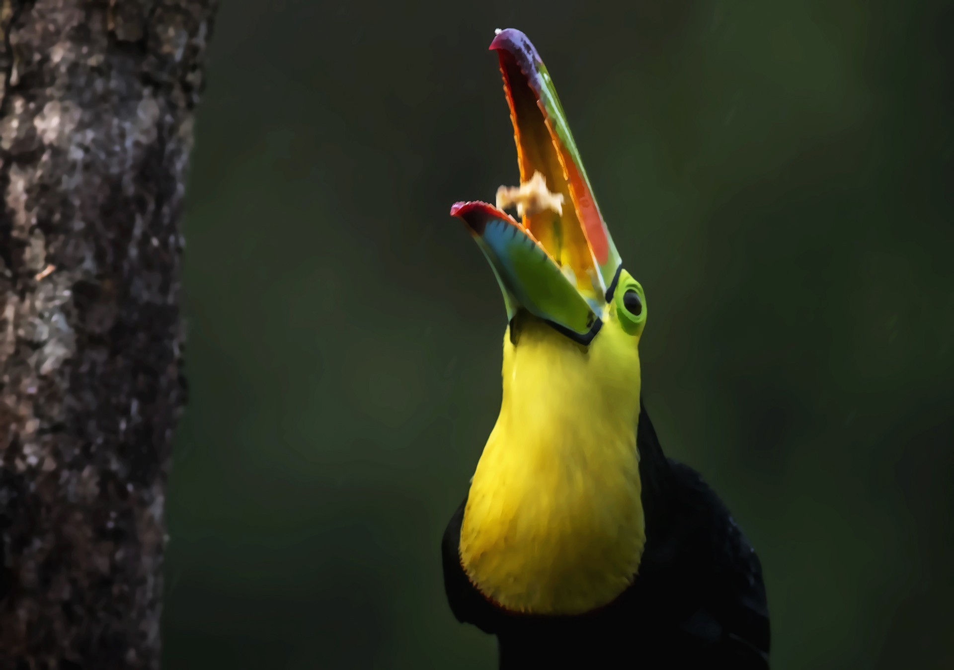 Keel-billed Toucan — Ana fotoğraf