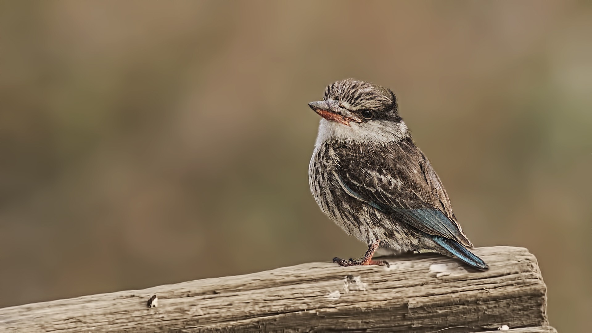 Striped Kingfisher