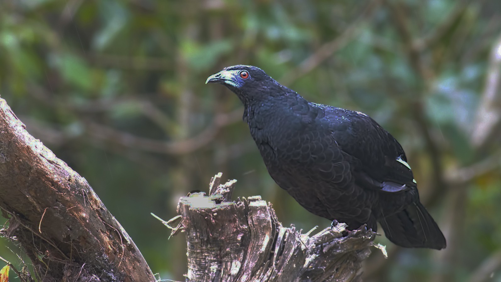 Black Guan