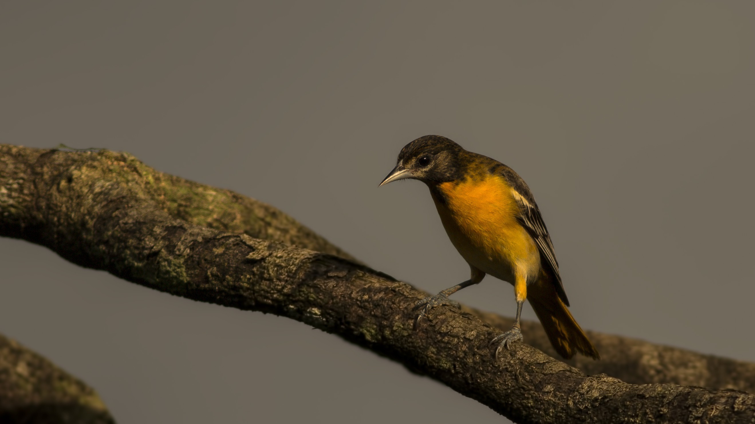 Baltimore Oriole