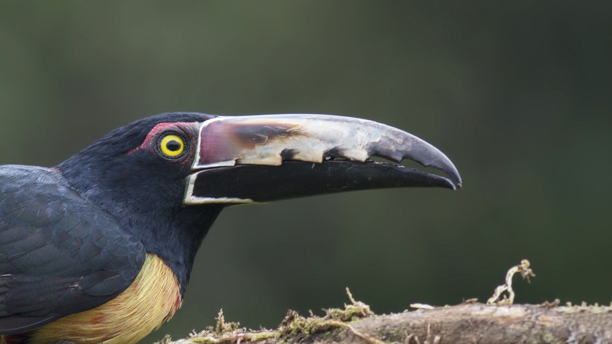 Collared AraÃ§ari — Ana fotoğraf