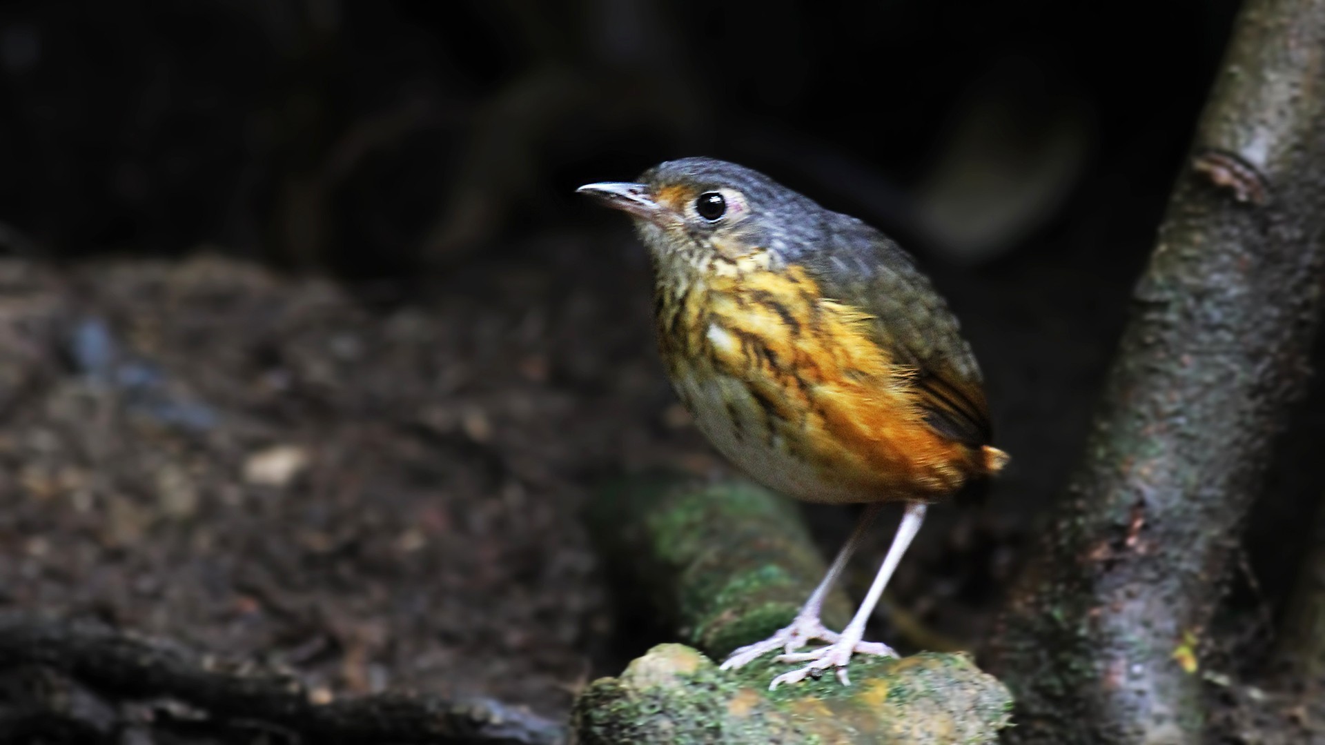 Thicket Antpitta — Ana fotoğraf