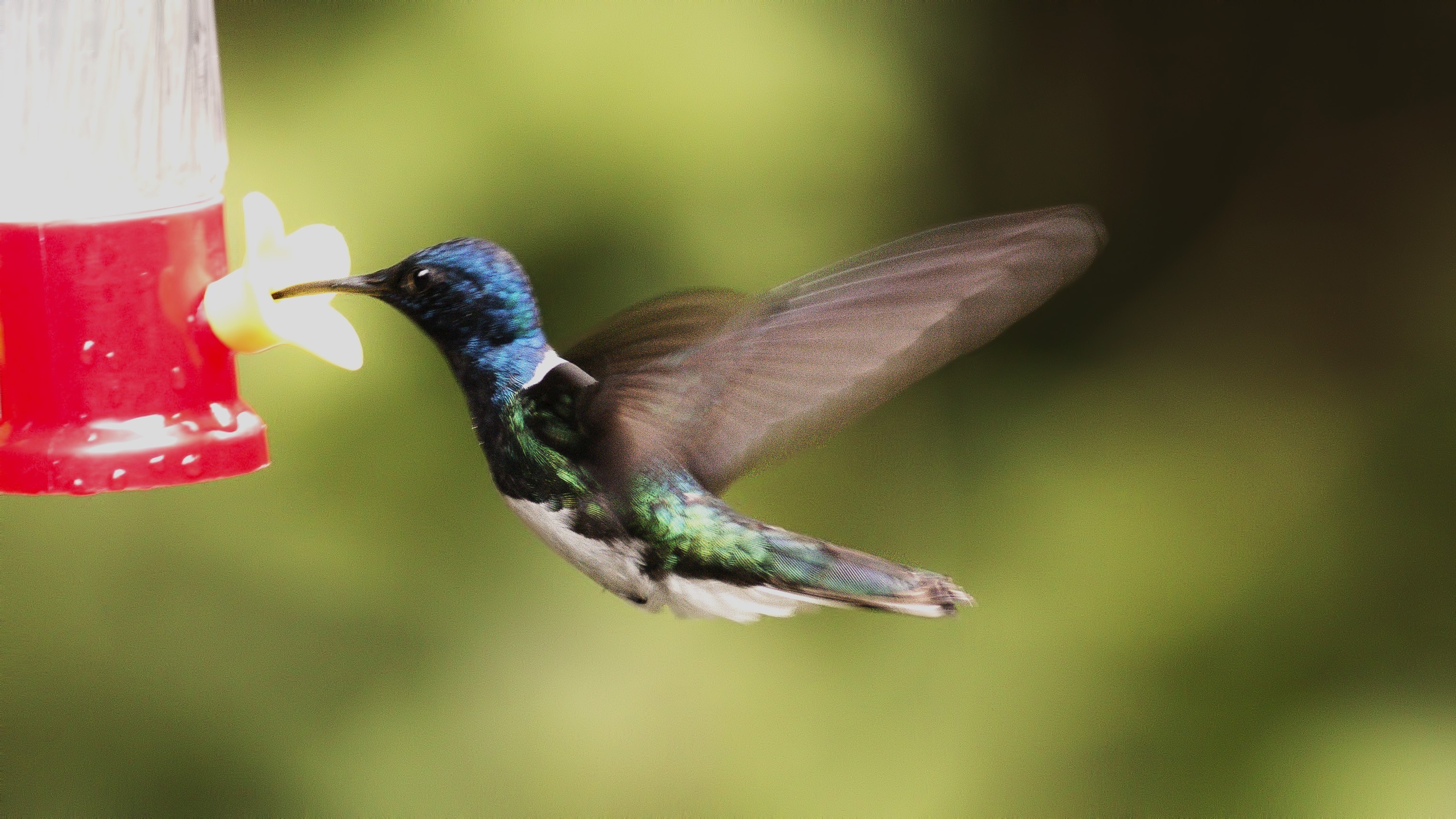 White-necked Jacobin