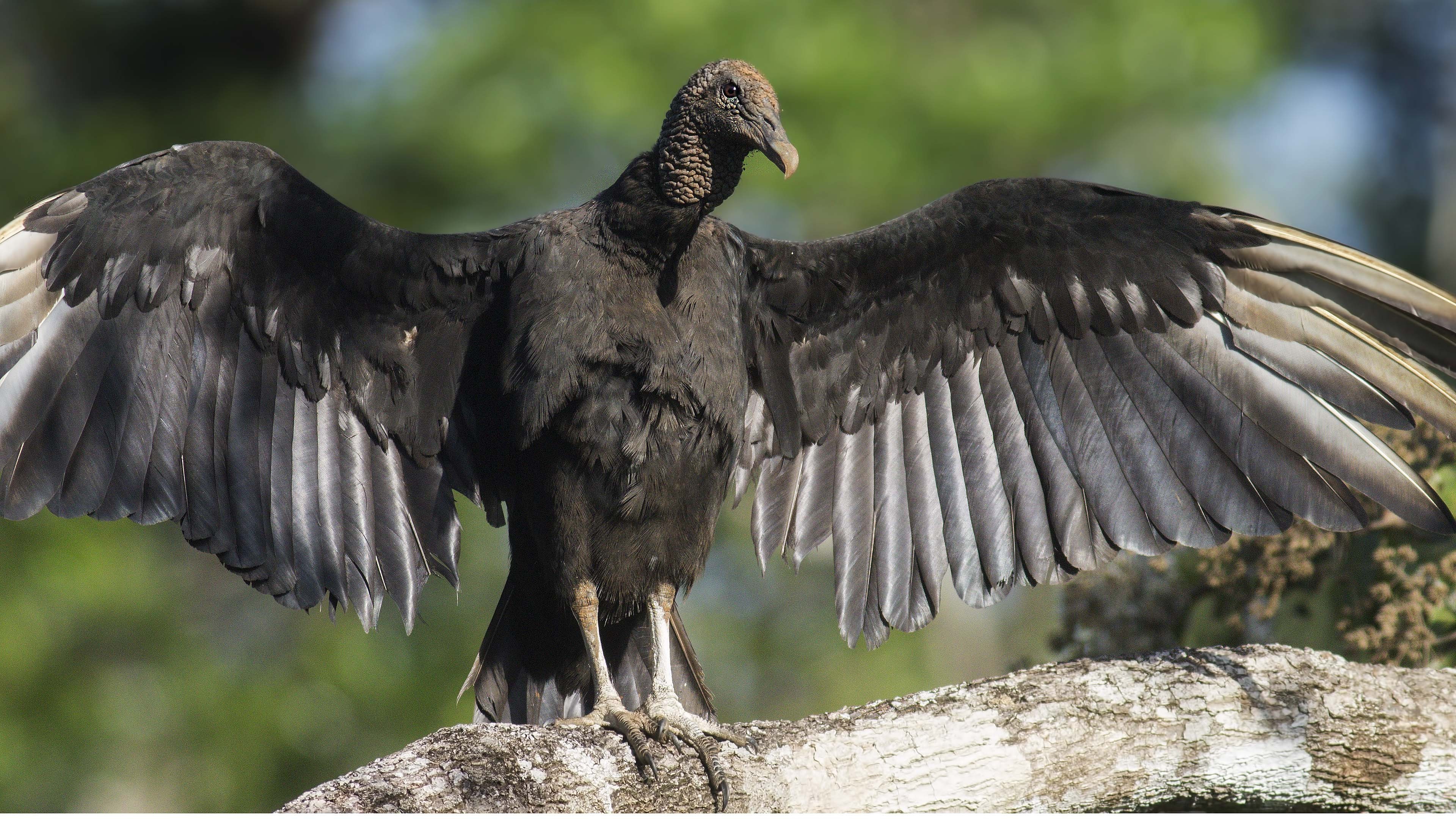 American Black Vulture