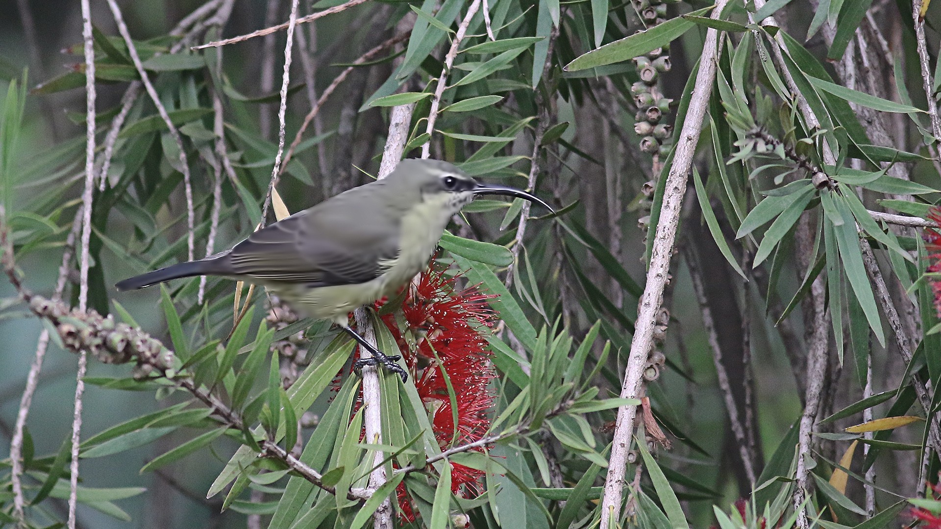 Beautiful Sunbird — Ana fotoğraf