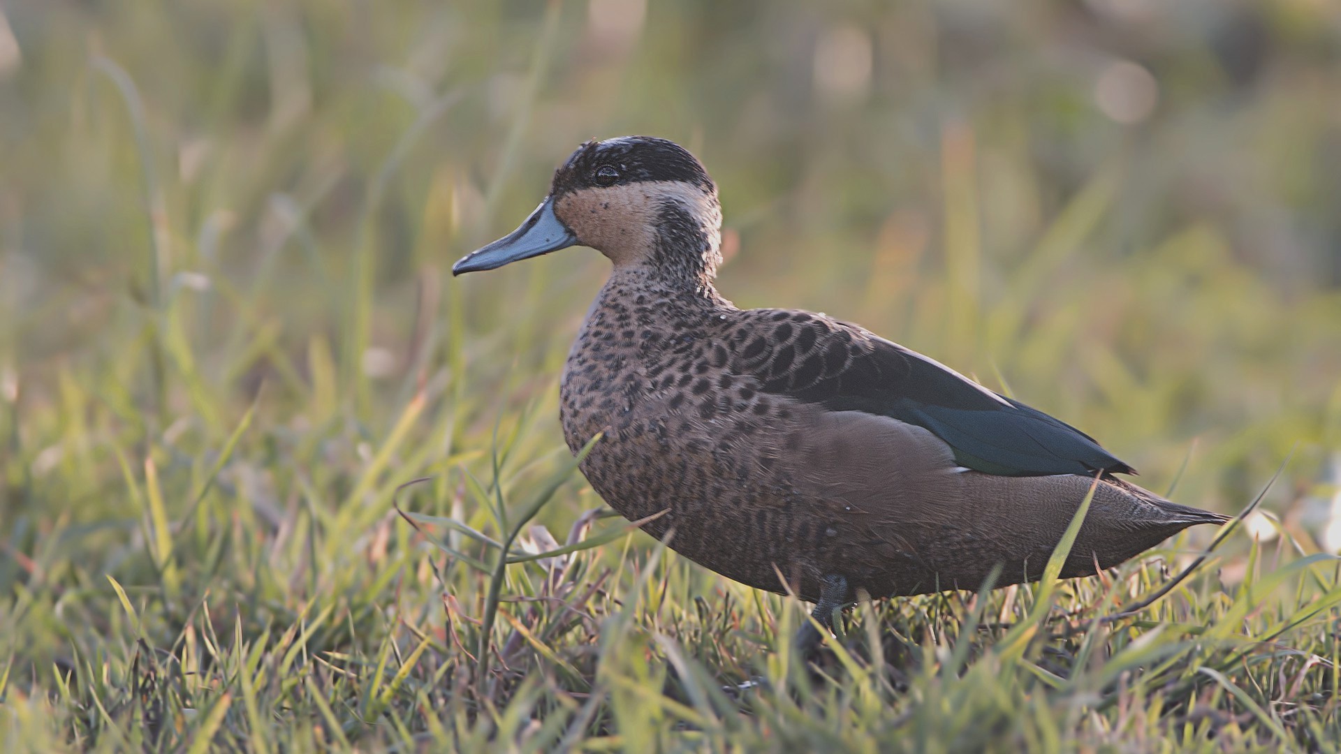 Hottentot Teal — Ana fotoğraf