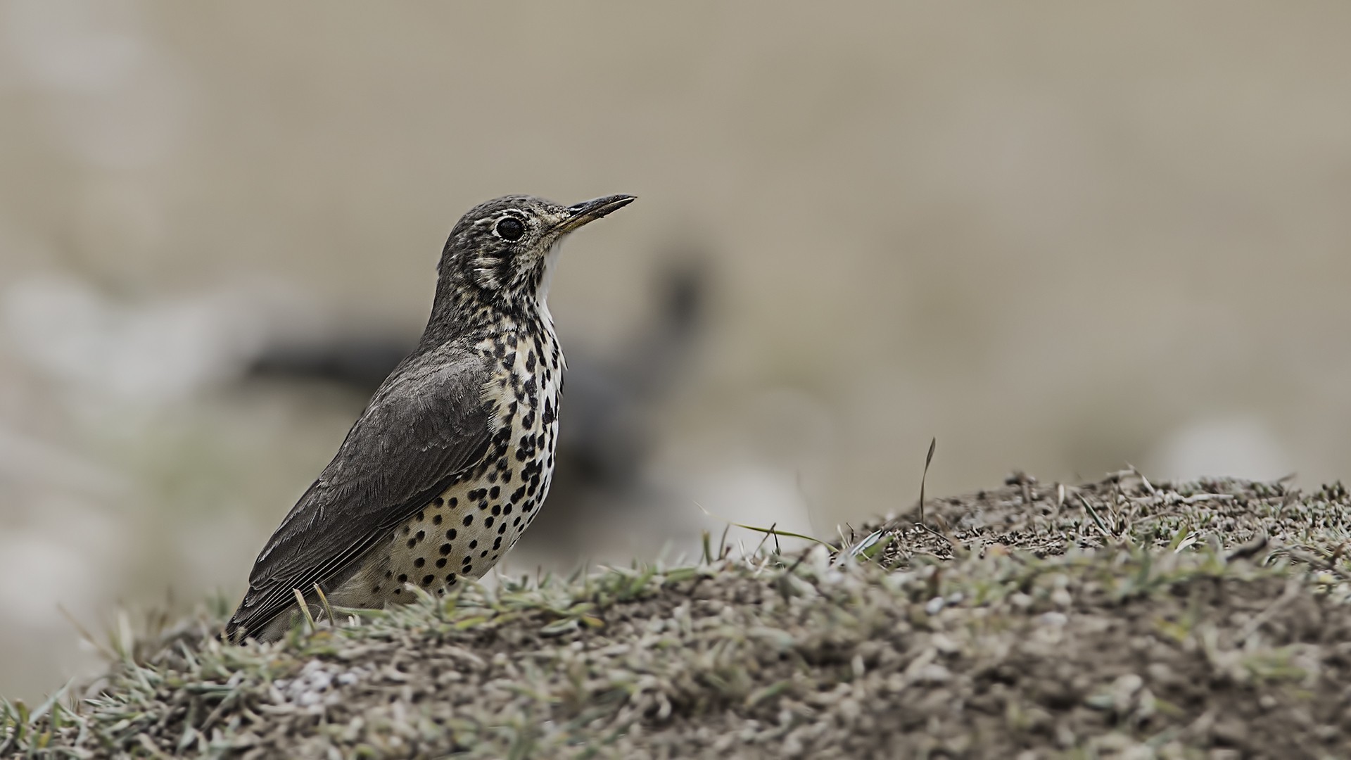 Groundscraper Thrush