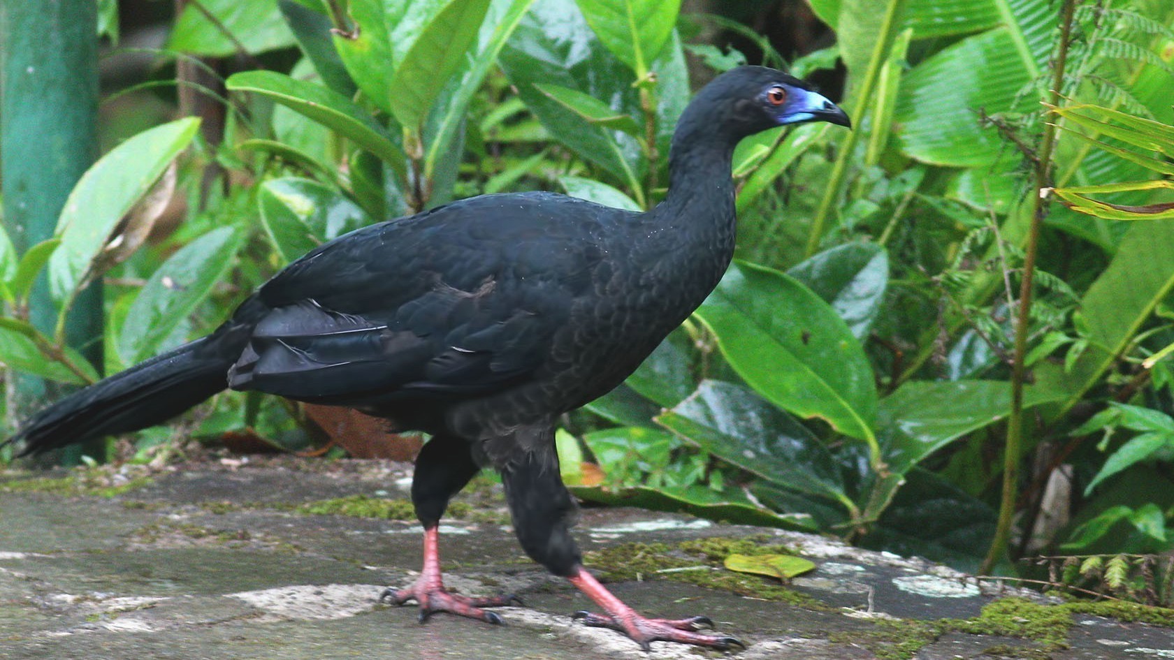 Black Guan