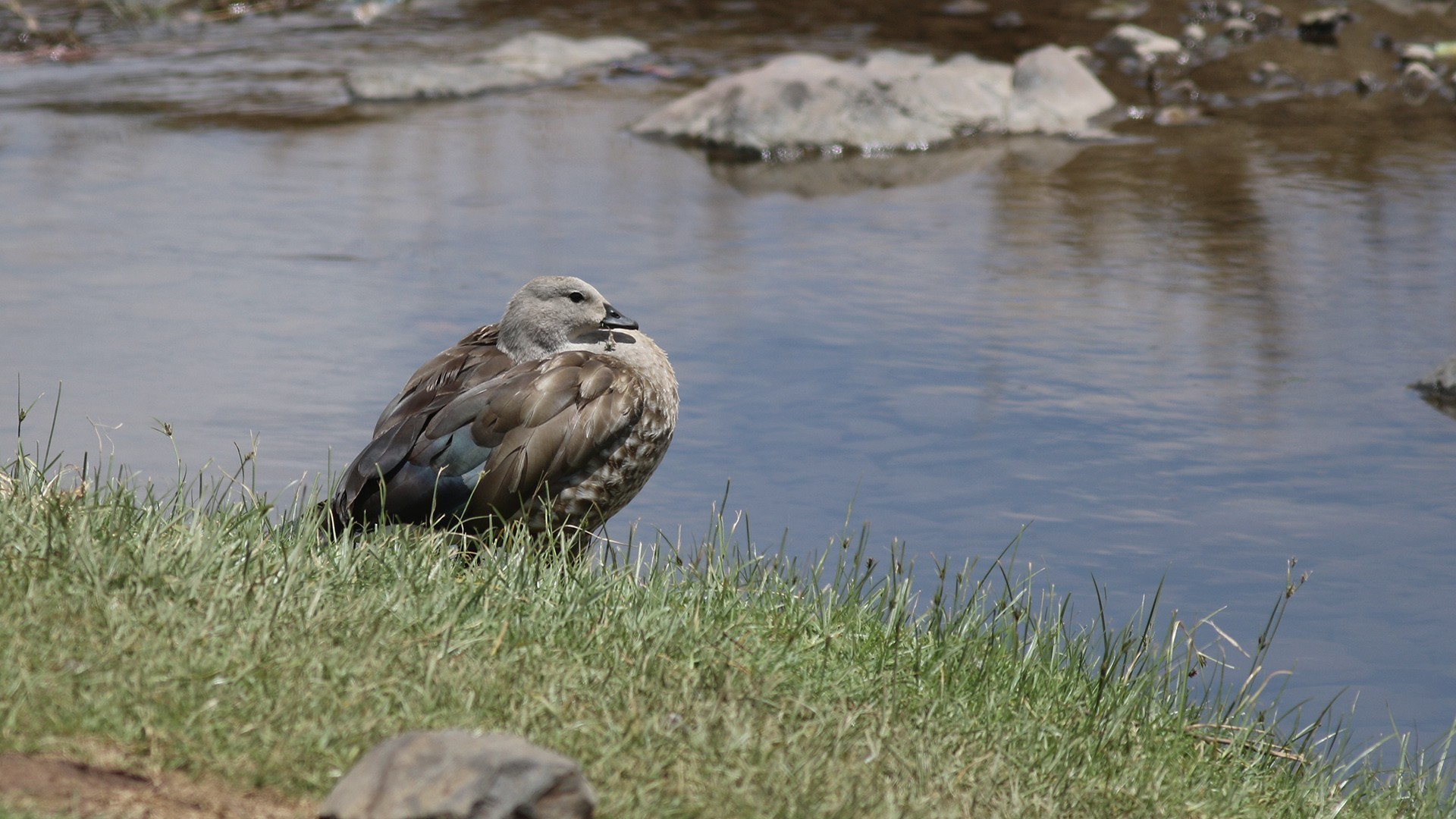 Blue-winged Goose
