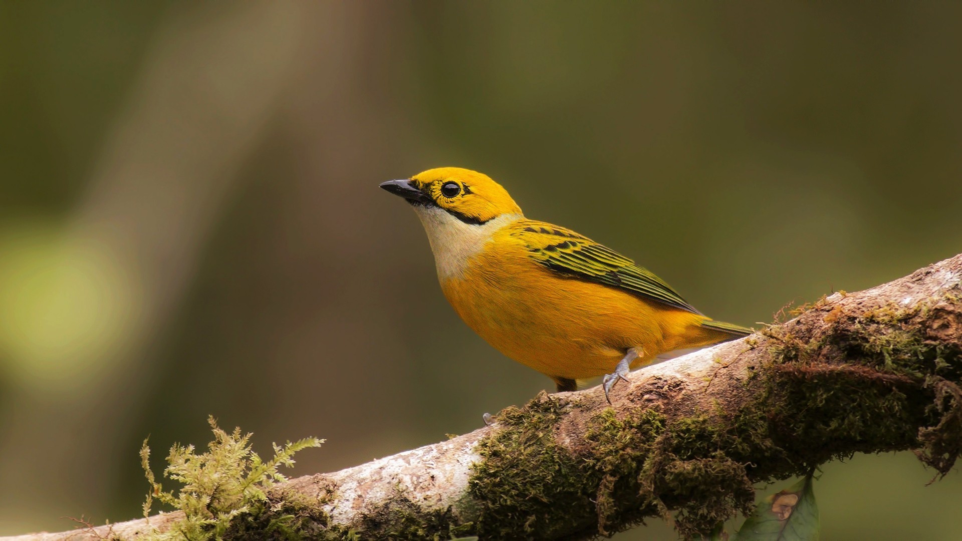 Silver-throated Tanager