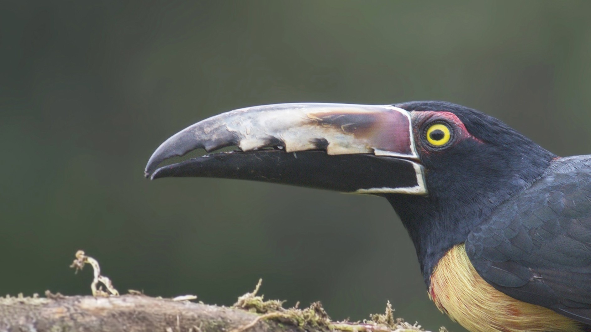 Collared AraÃ§ari