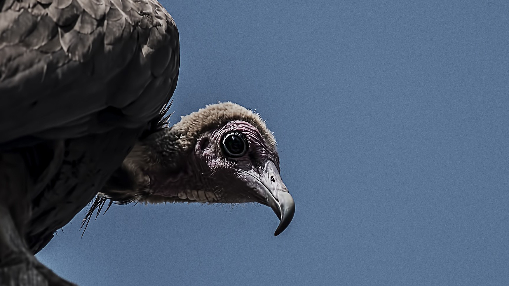 Hooded Vulture