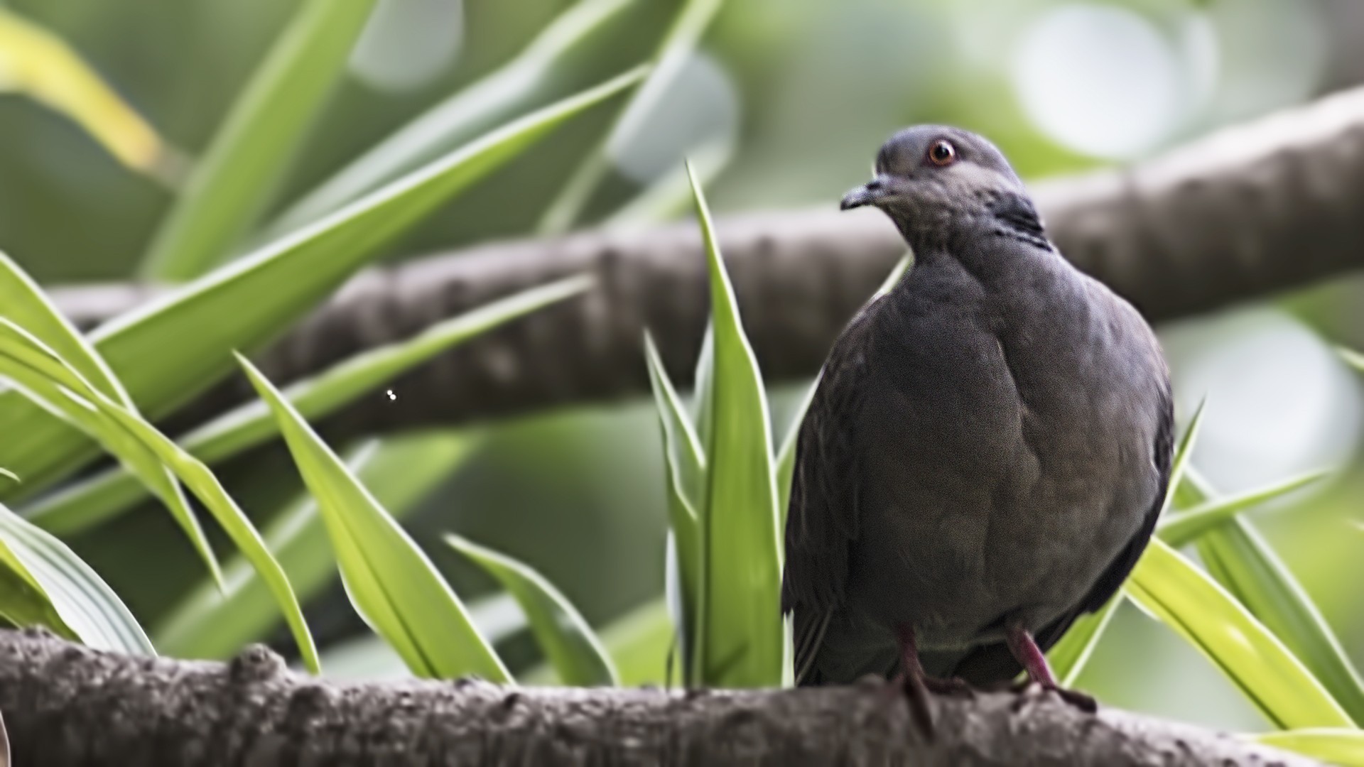 Dusky Turtle-dove