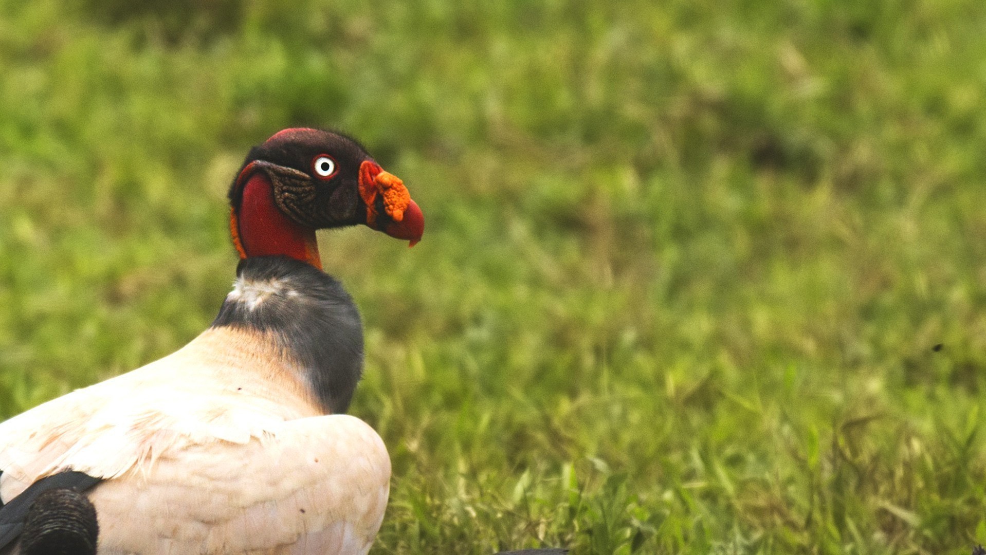 King Vulture — Ana fotoğraf