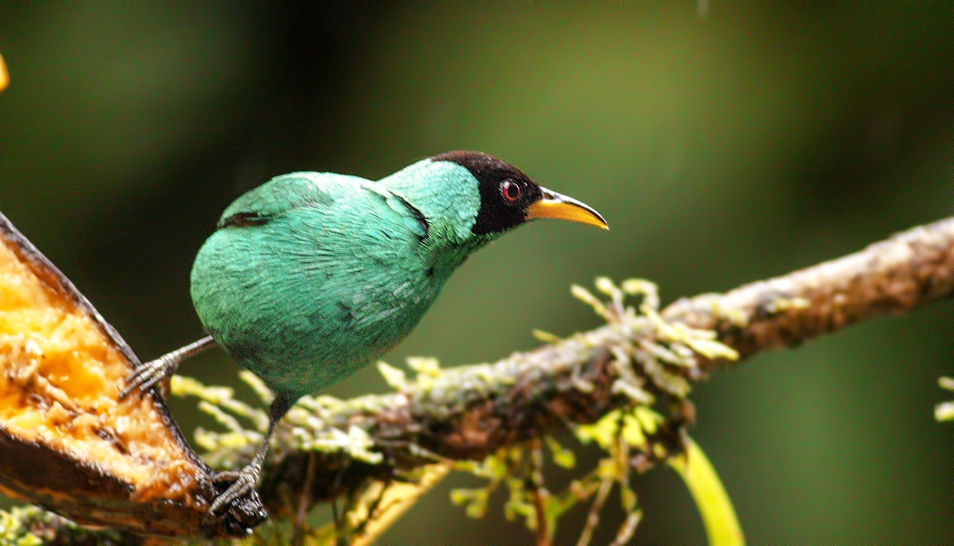 Green Honeycreeper