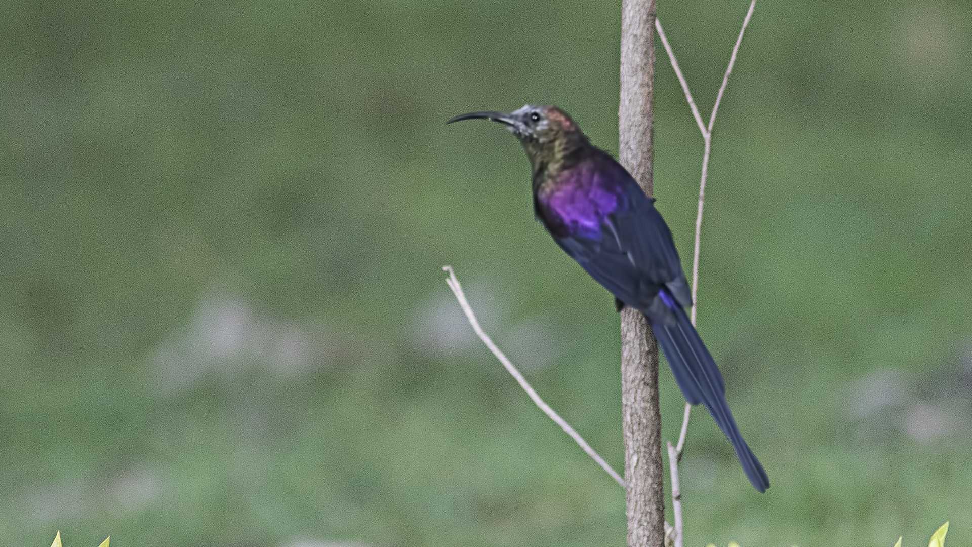 Tacazze Sunbird — Ana fotoğraf