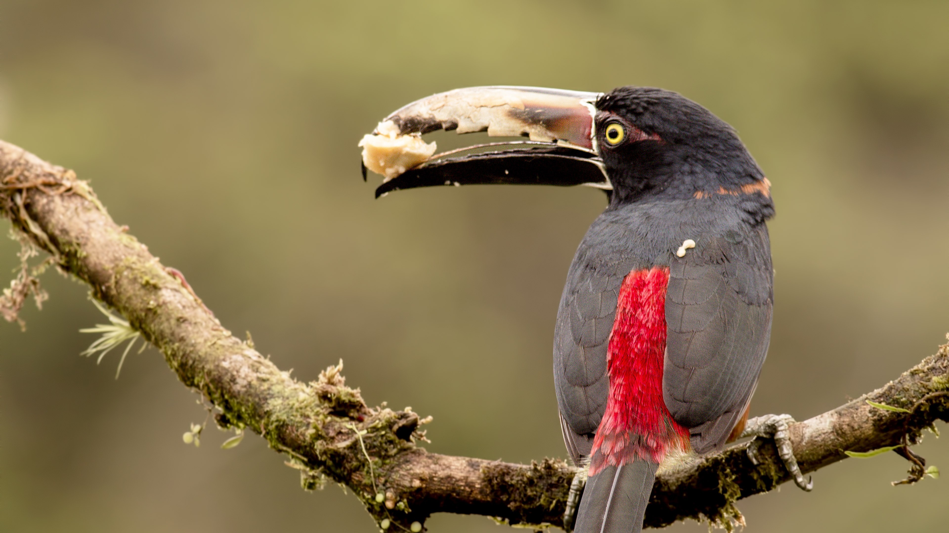 Collared AraÃ§ari