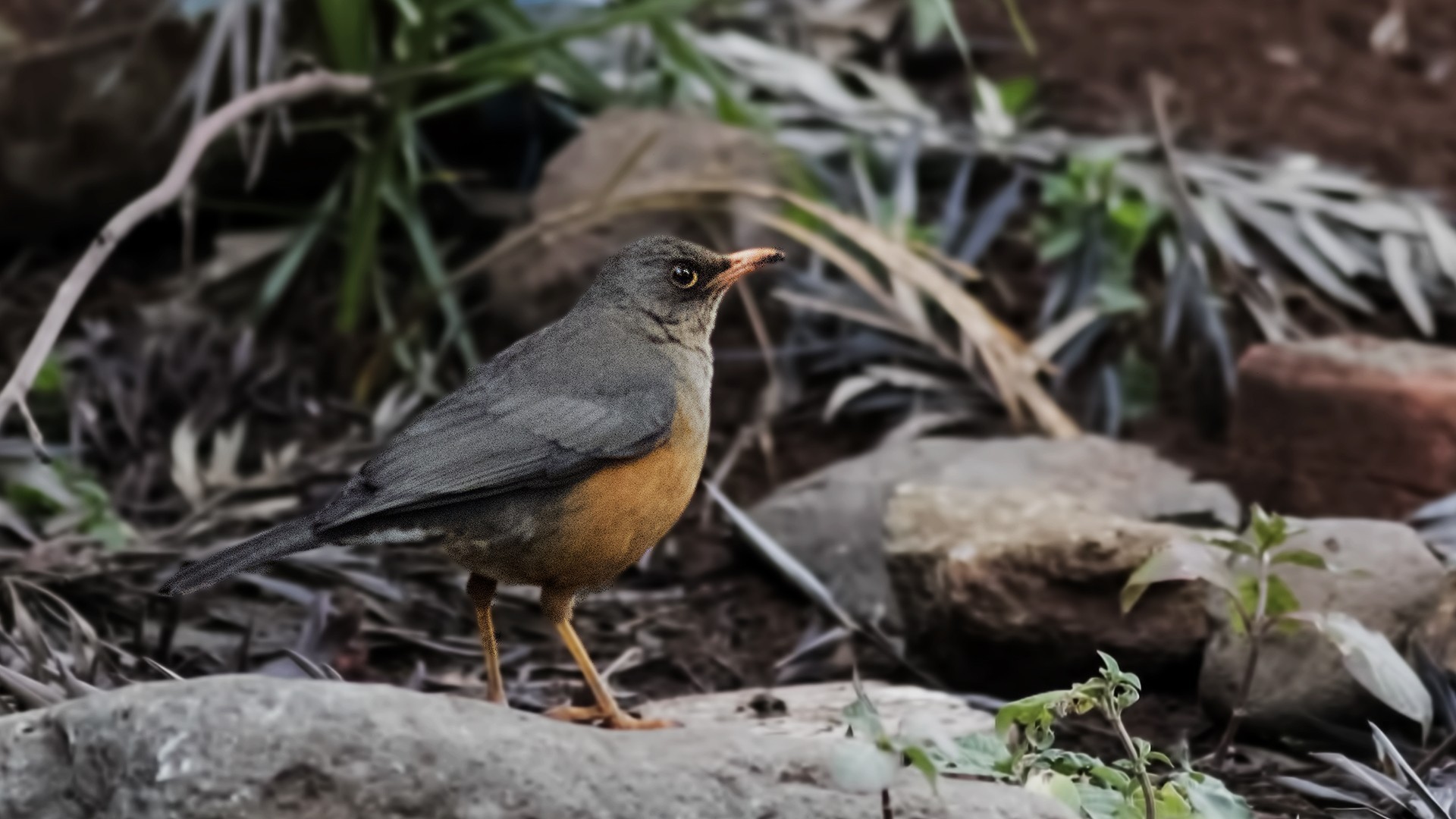 Abyssinian Thrush — Ana fotoğraf