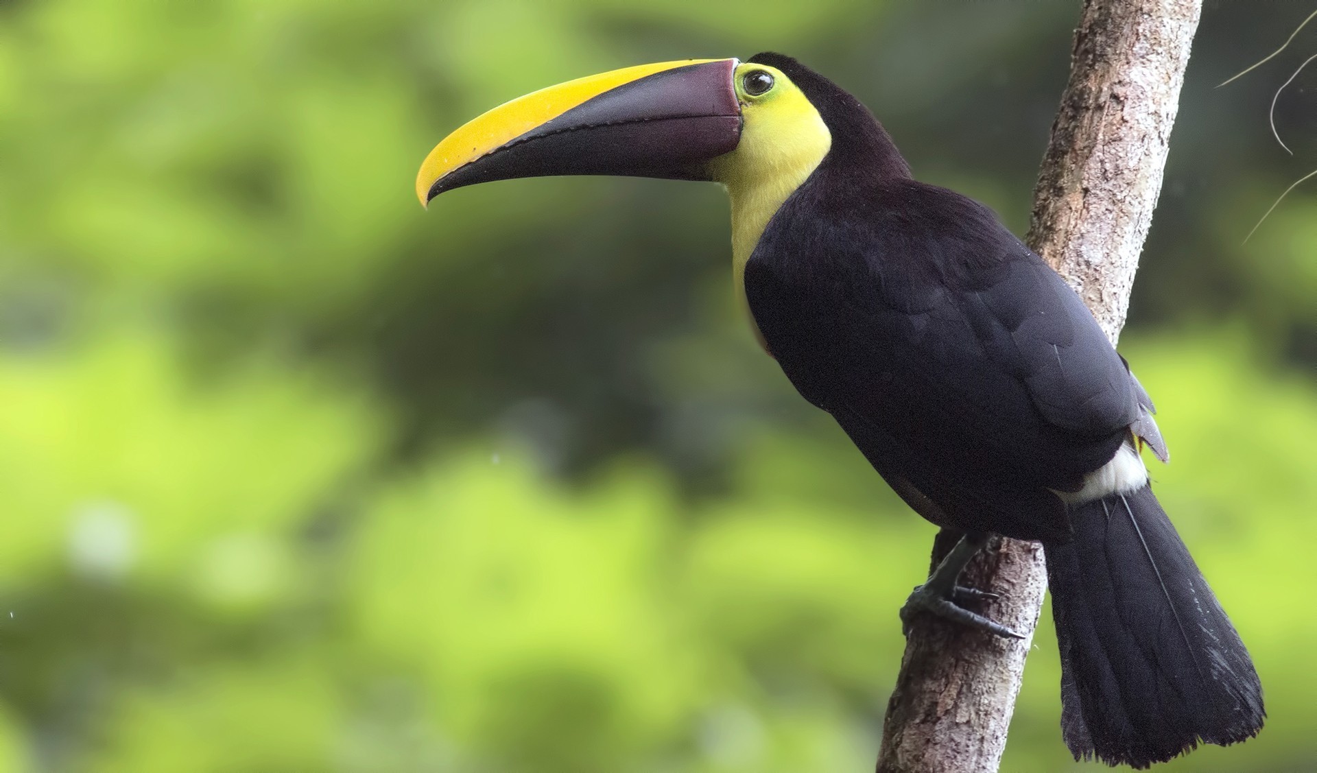 Emerald Toucanet — Ana fotoğraf
