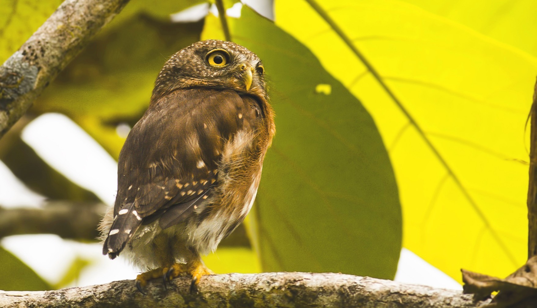 Ferruginous Pygmy-owl — Ana fotoğraf