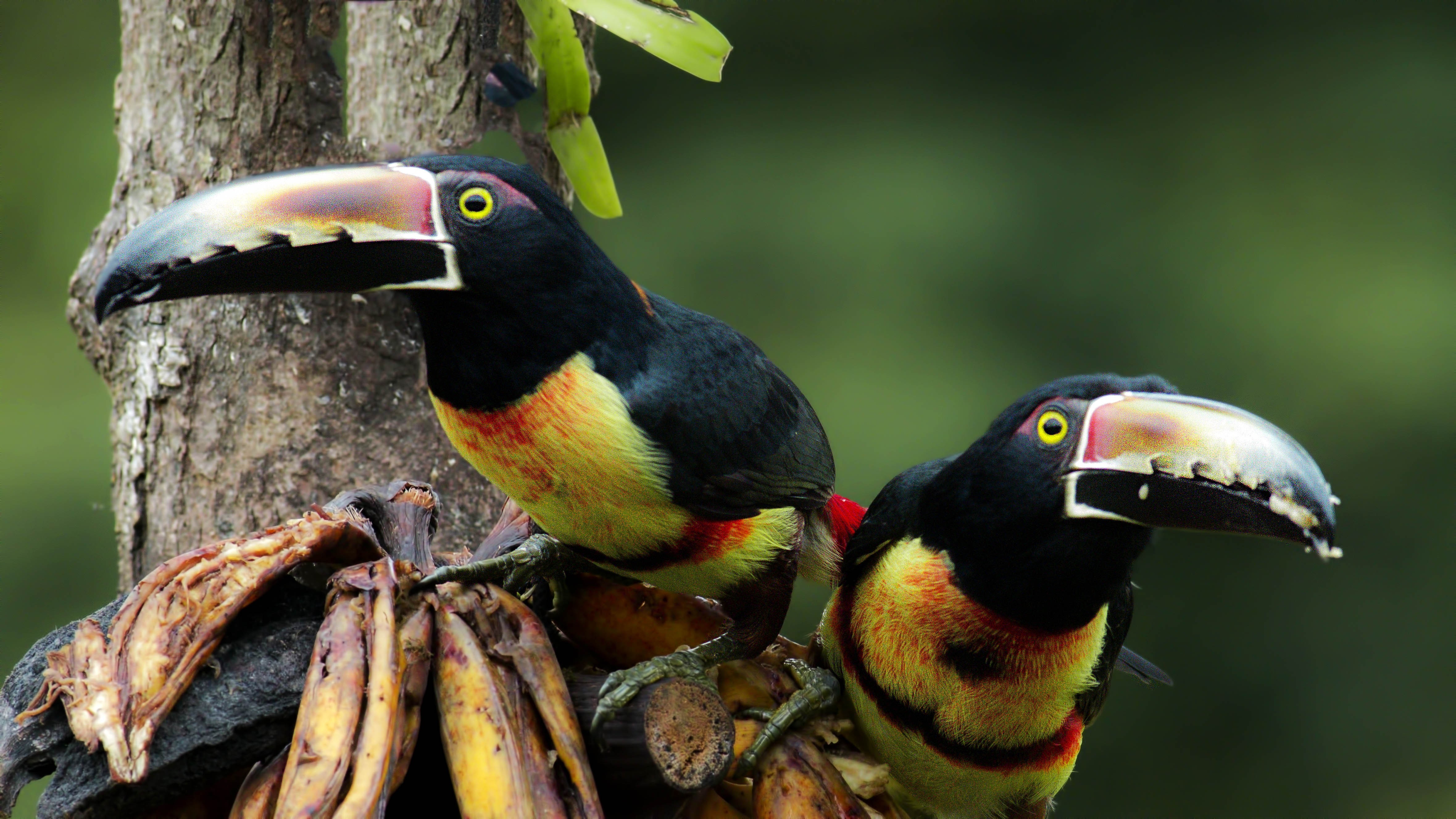 Collared AraÃ§ari