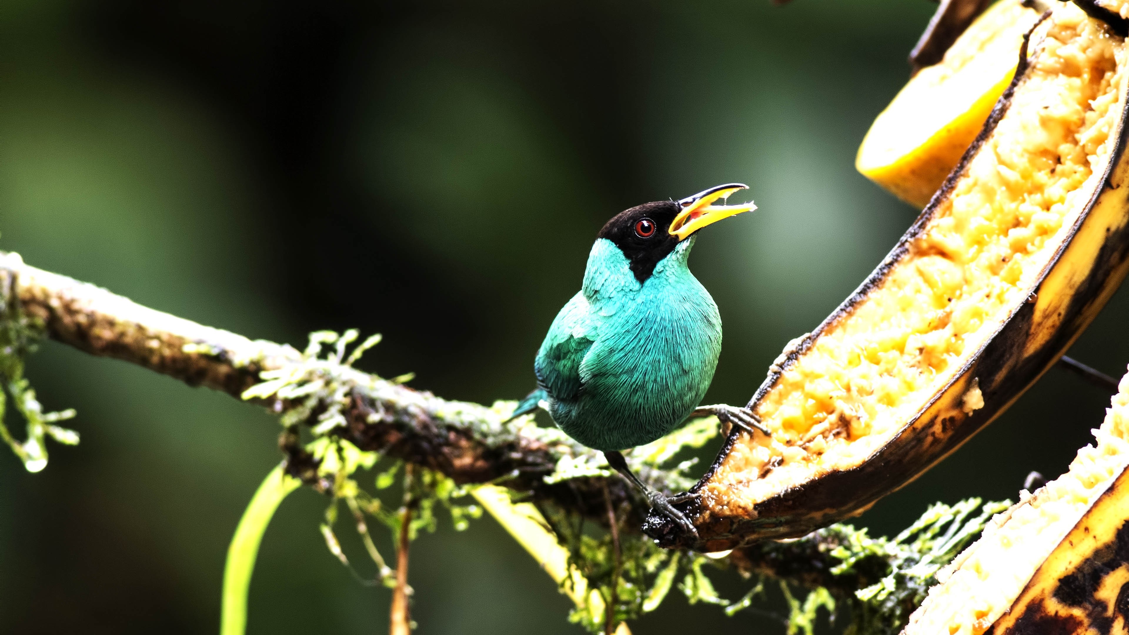 Green Honeycreeper