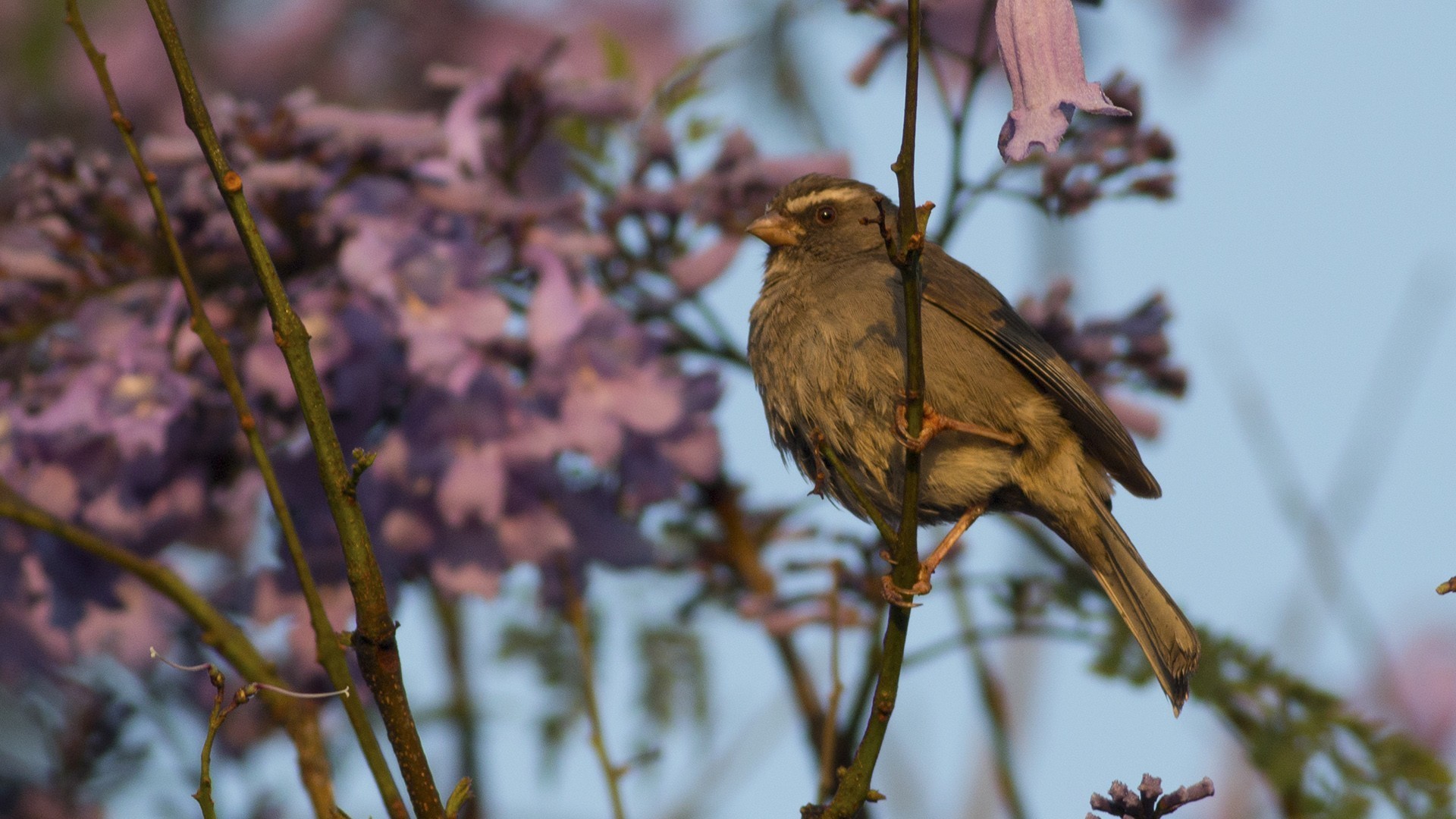Brown-rumped Seedeater