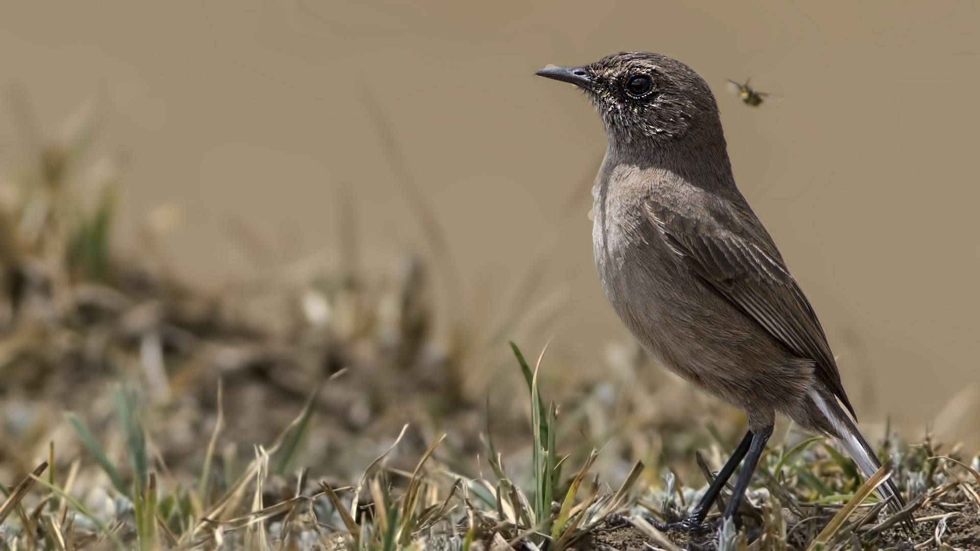 Moorland Chat — Ana fotoğraf