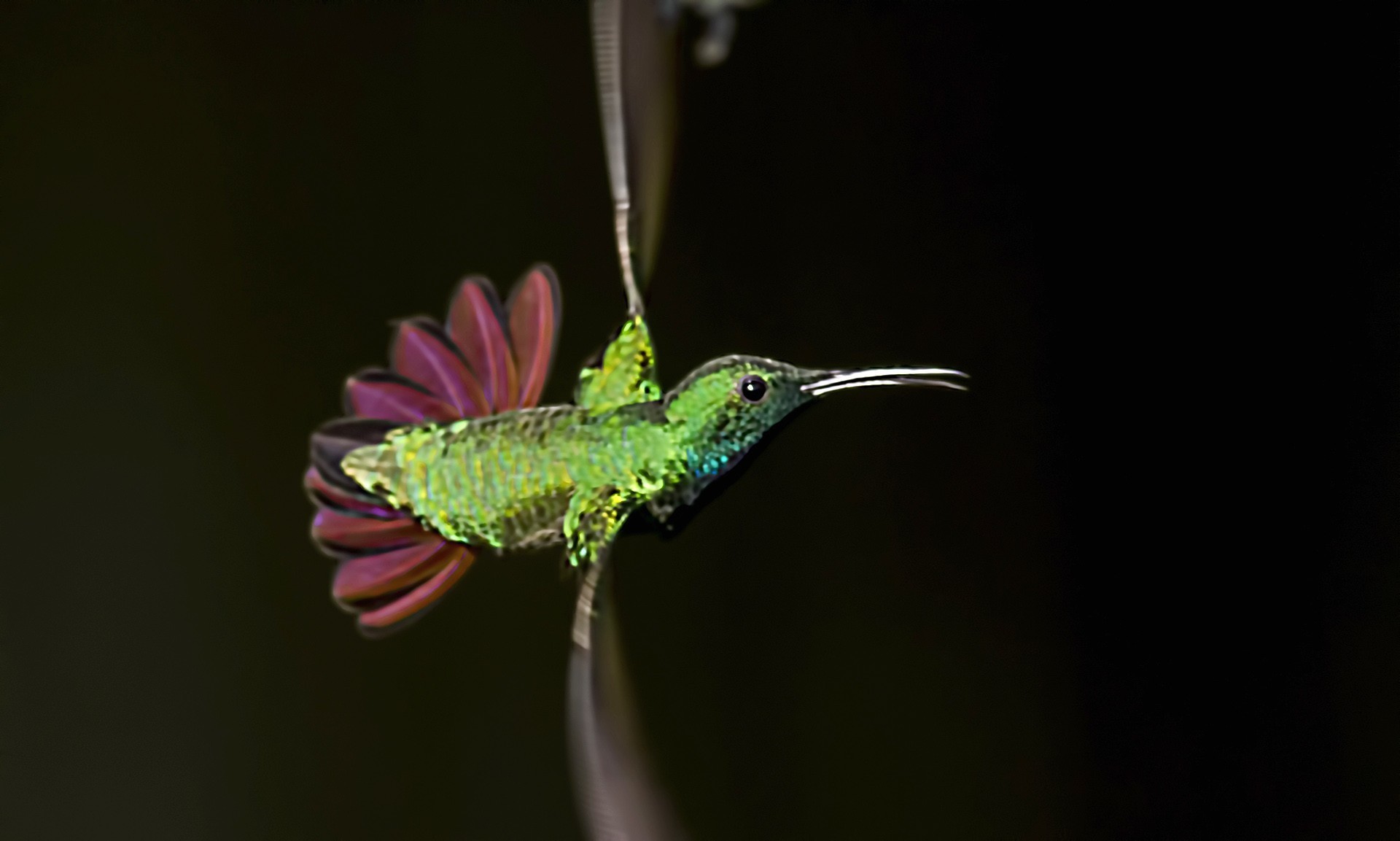 Green-breasted Mango