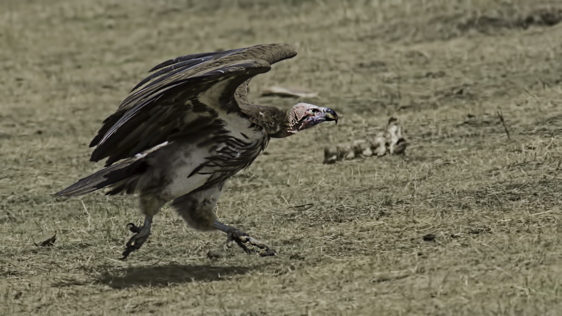 Lappet-faced Vulture