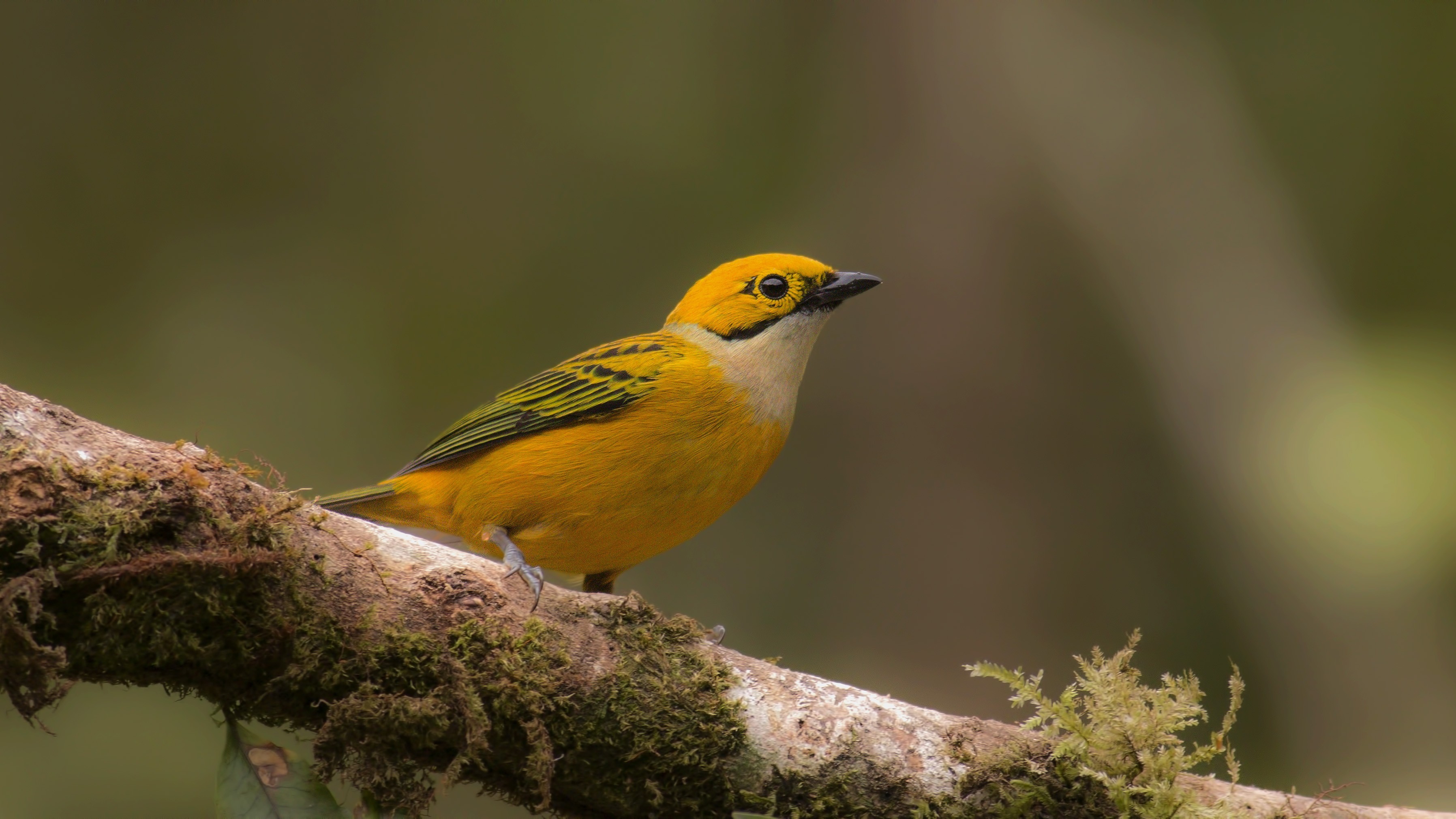 Silver-throated Tanager