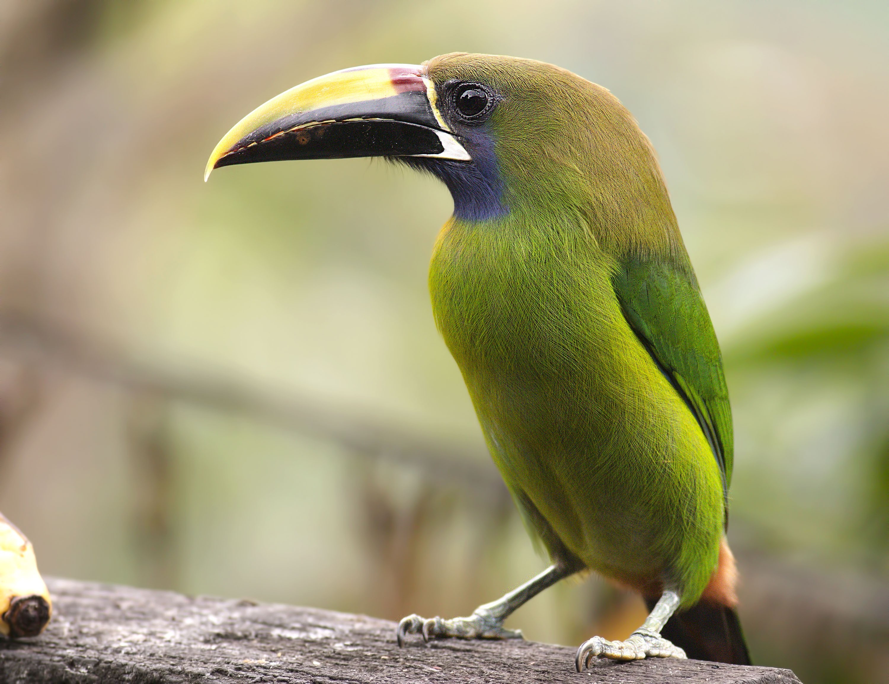 Emerald Toucanet
