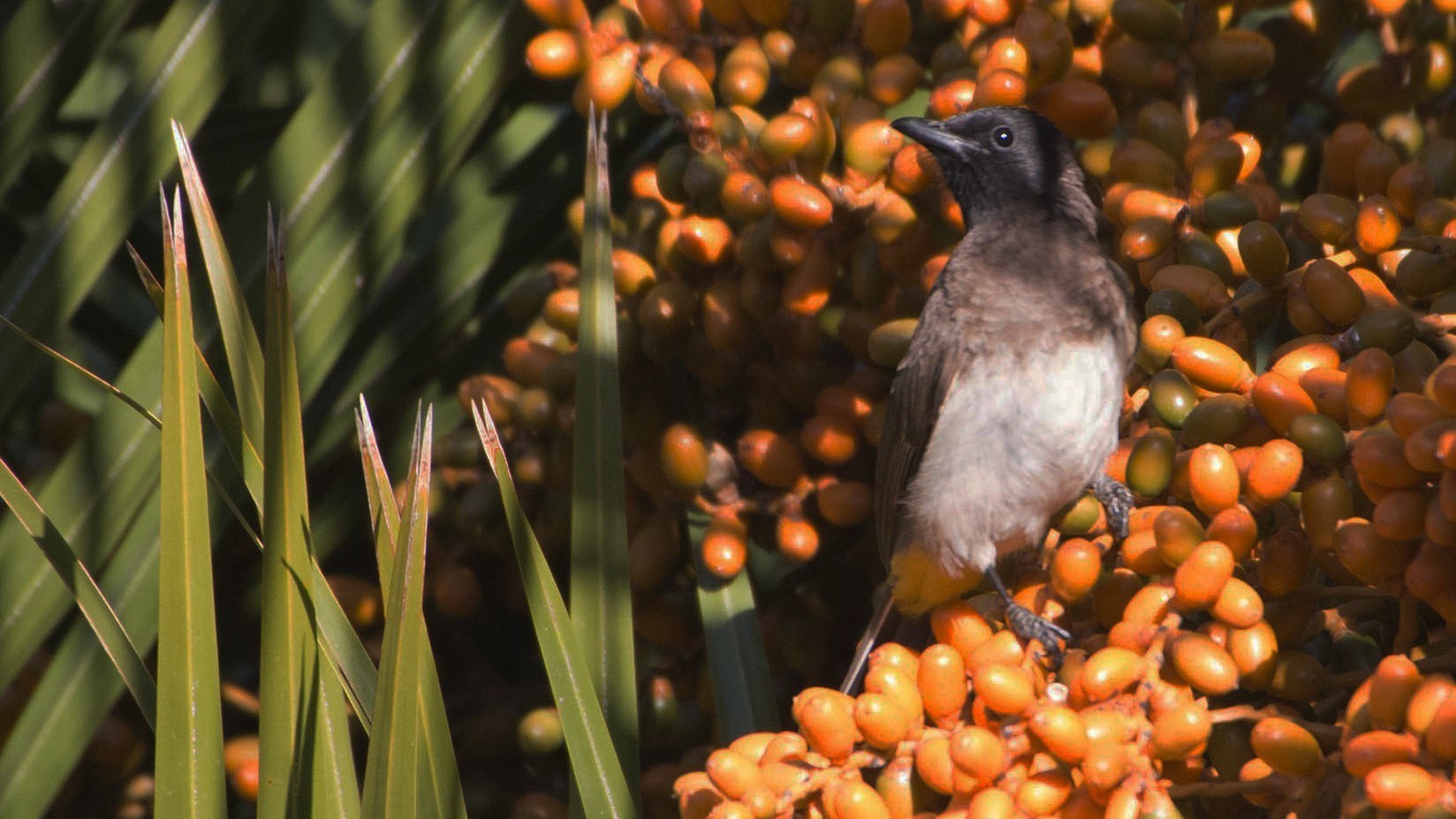 Common Bulbul