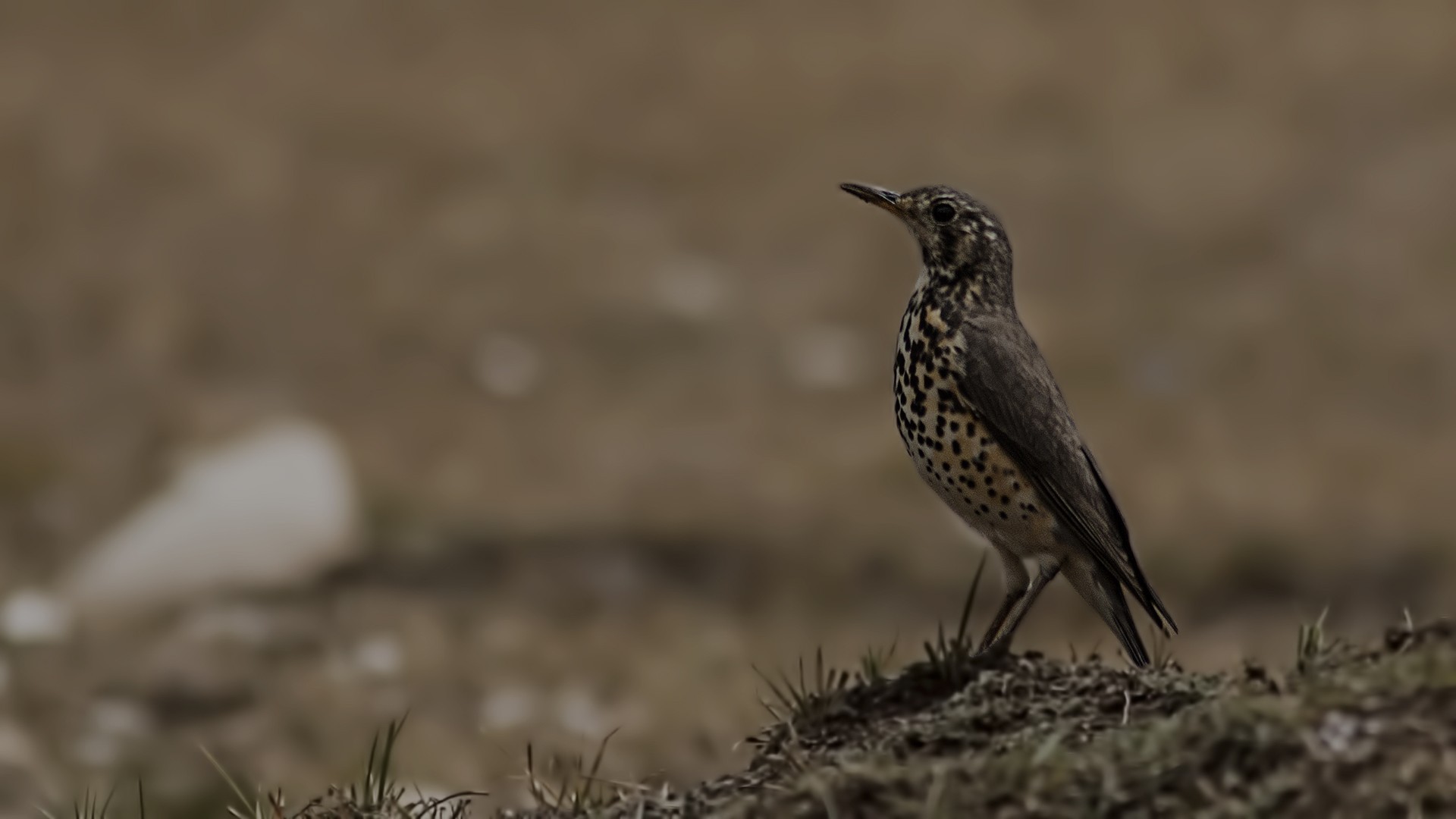 Groundscraper Thrush
