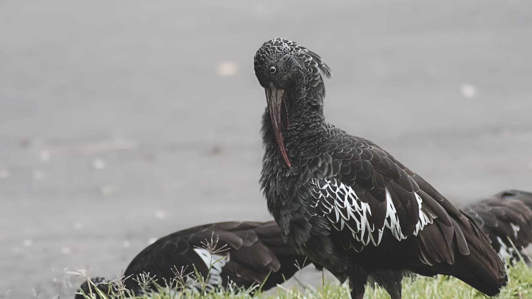 Wattled Ibis — Ana fotoğraf