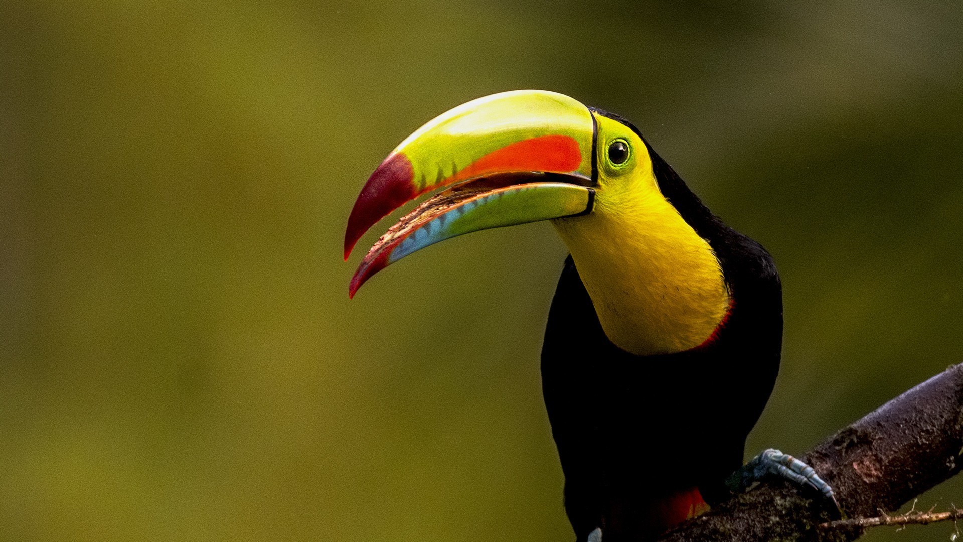 Keel-billed Toucan